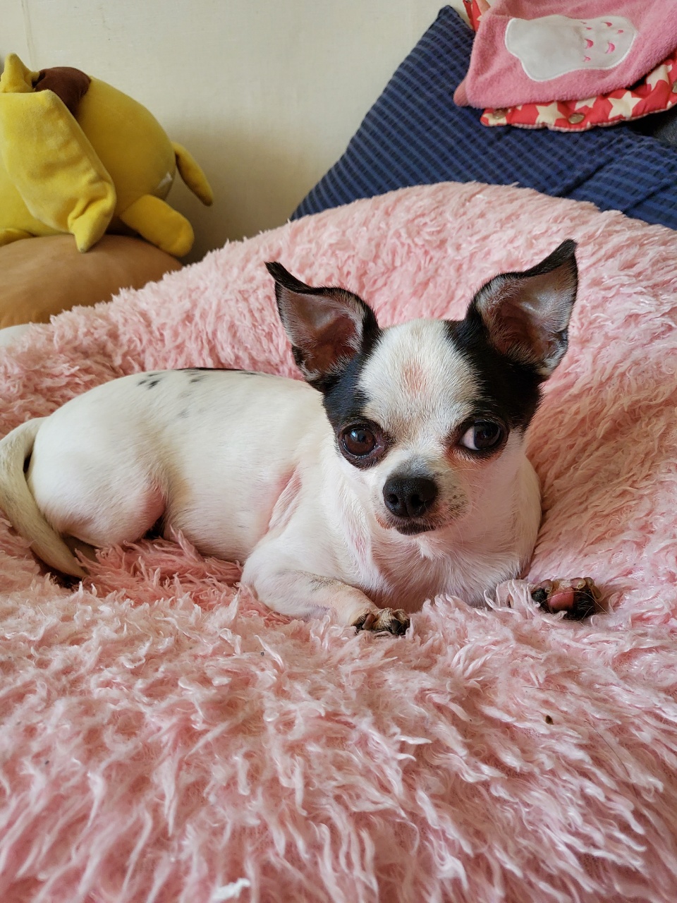 방울이(사곤이)입양 일주일되었습니다.