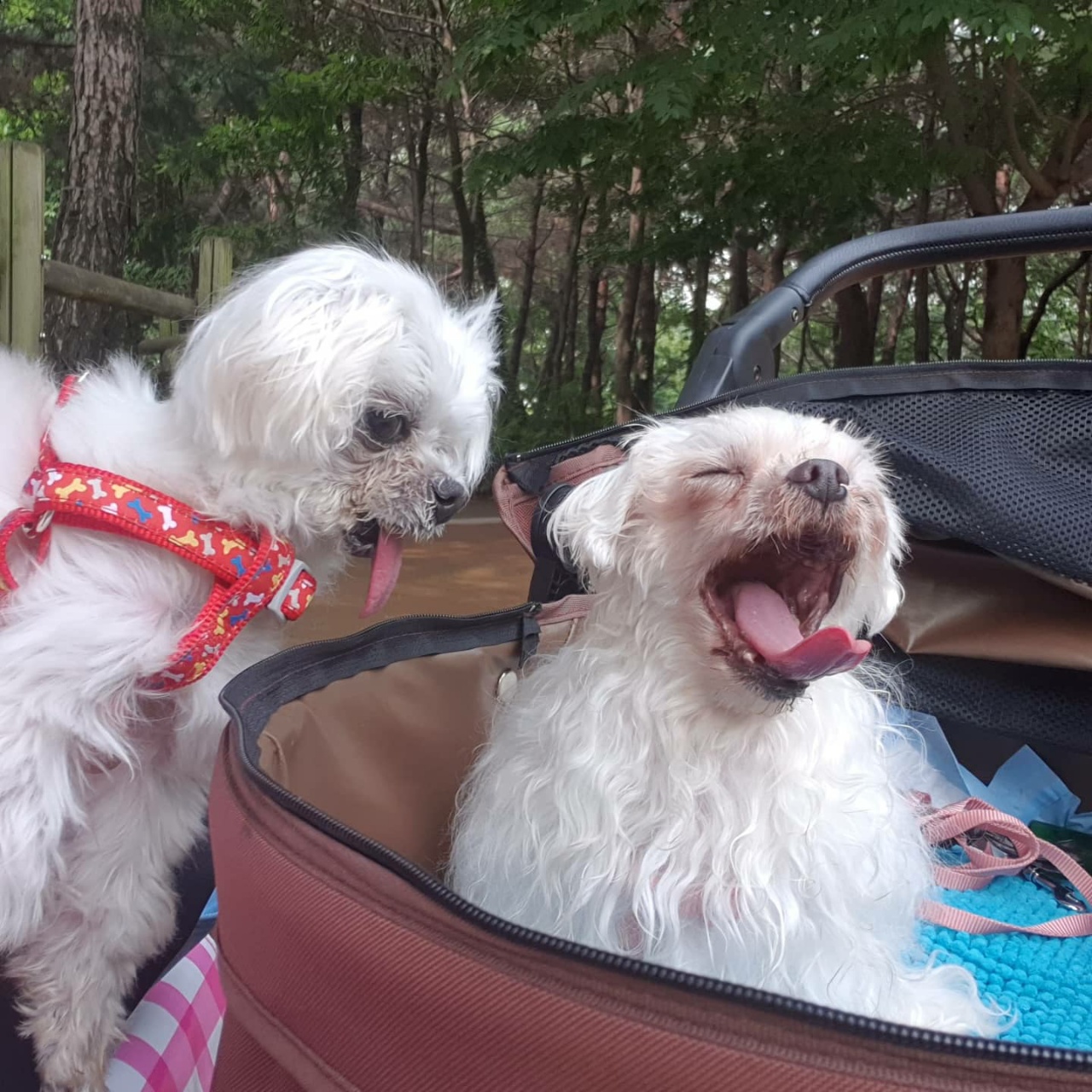 꽃순이 입양 1주년.