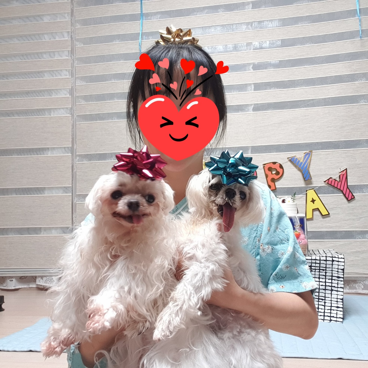 꽃순이 입양 1주년.