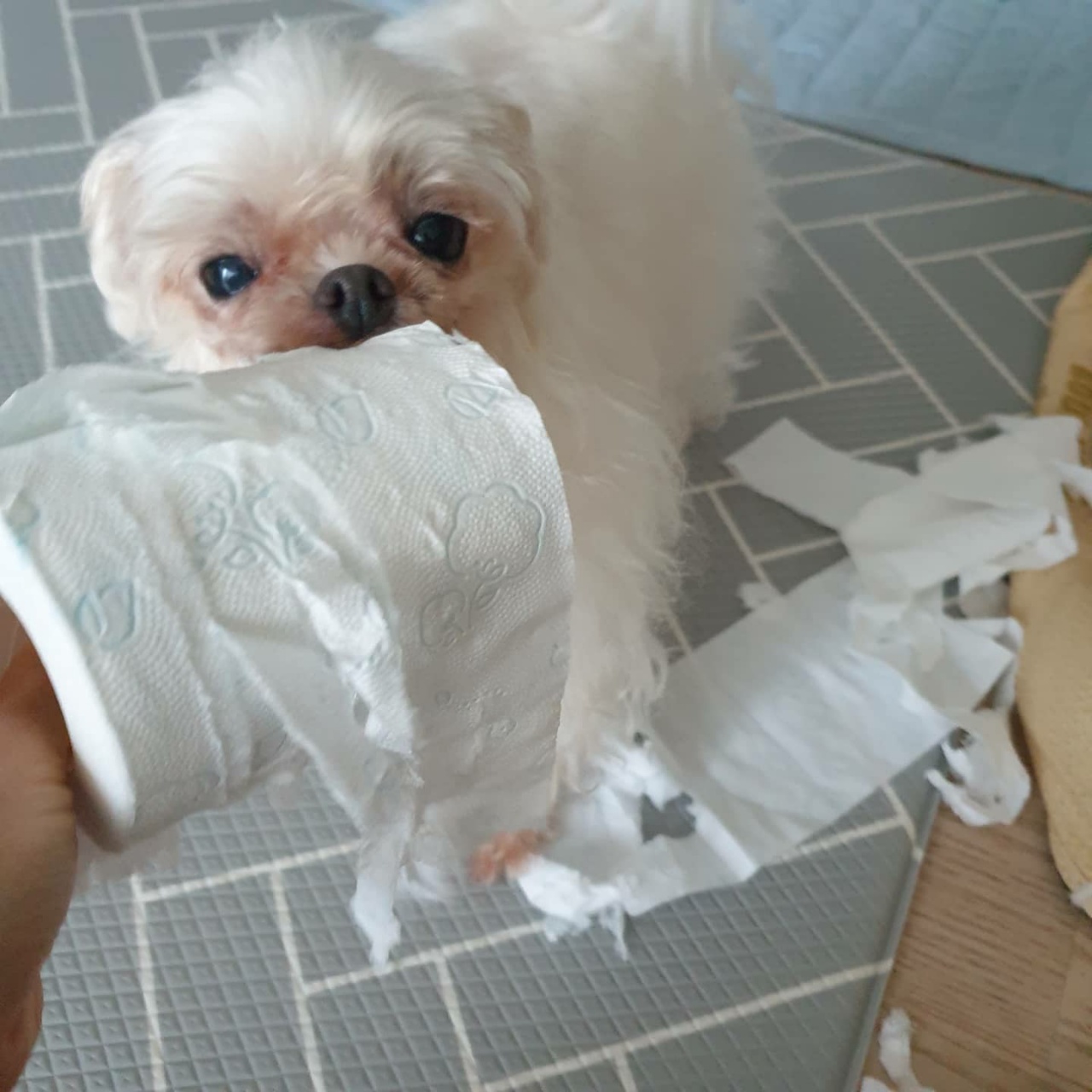 꽃순이 입양 1주년.