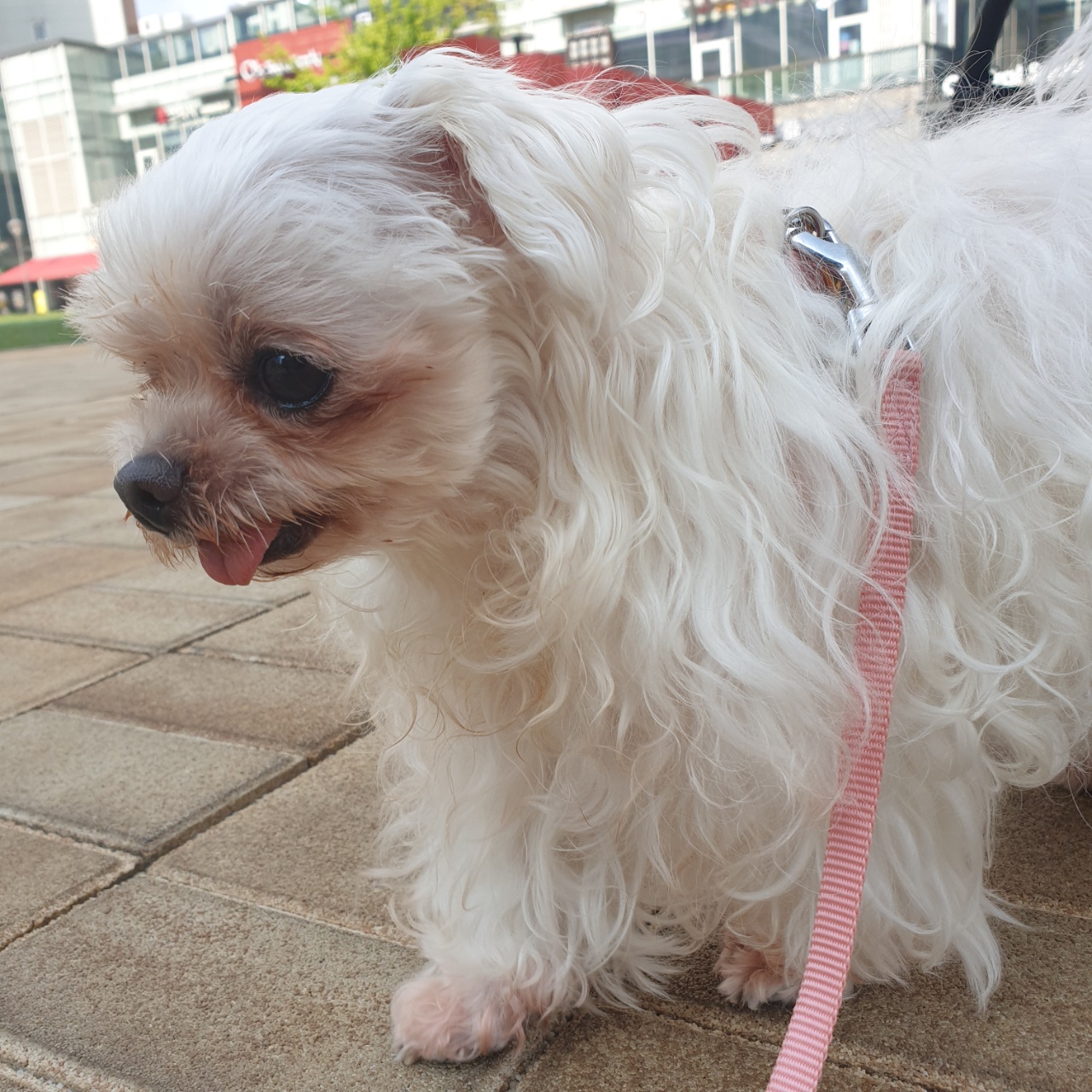 꽃순이 입양 1주년.