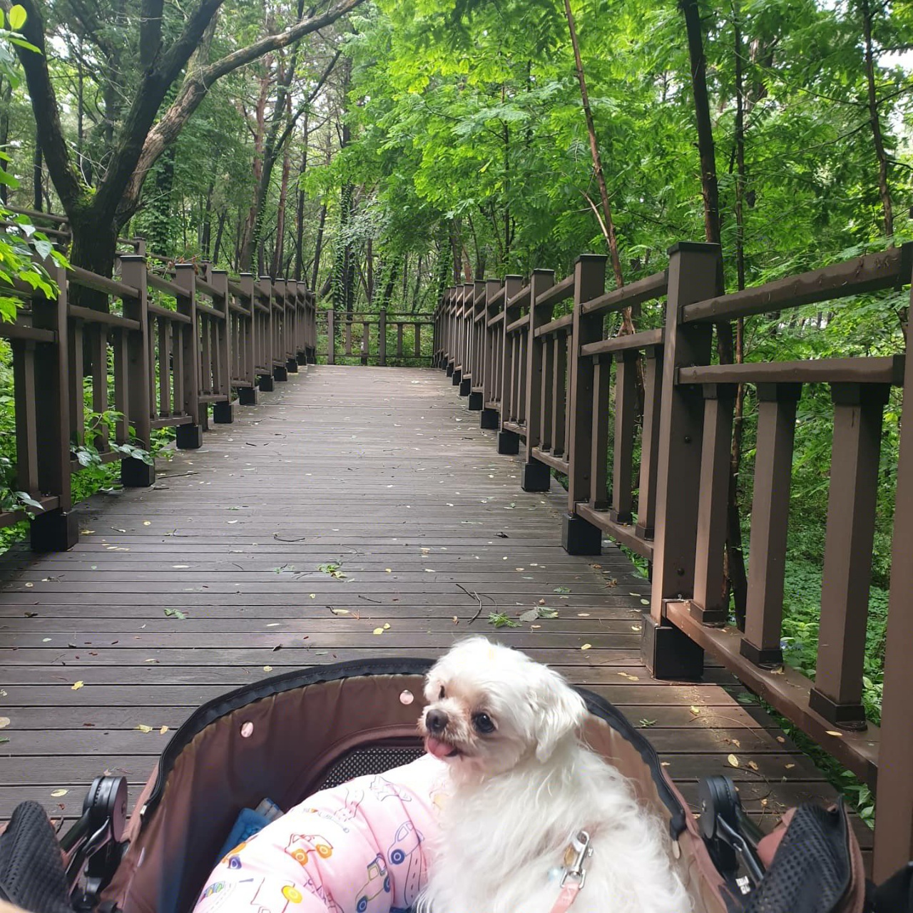 꽃순이 입양 1주년.