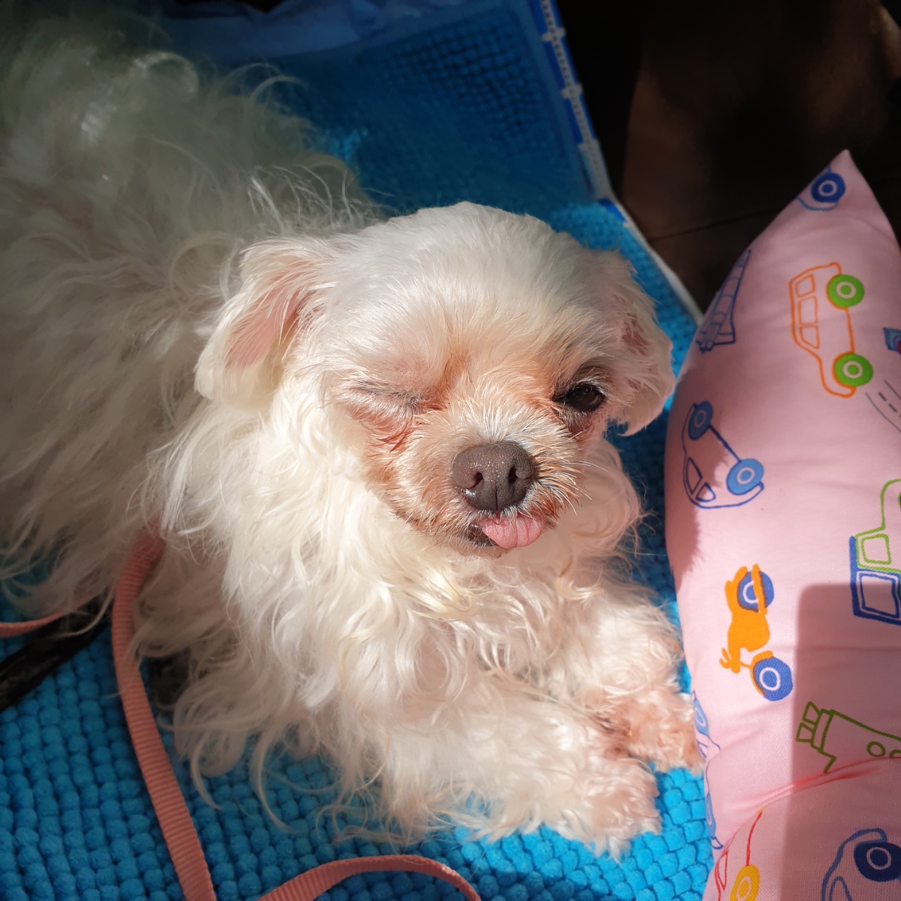 꽃순이 입양 1주년.