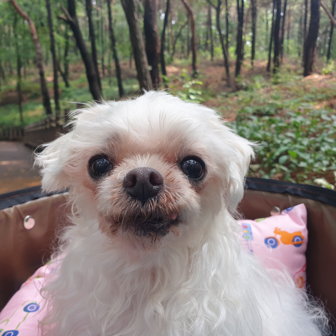 꽃순이 입양 1주년.