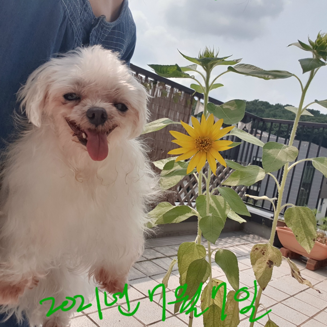 꽃순이 입양 1주년.