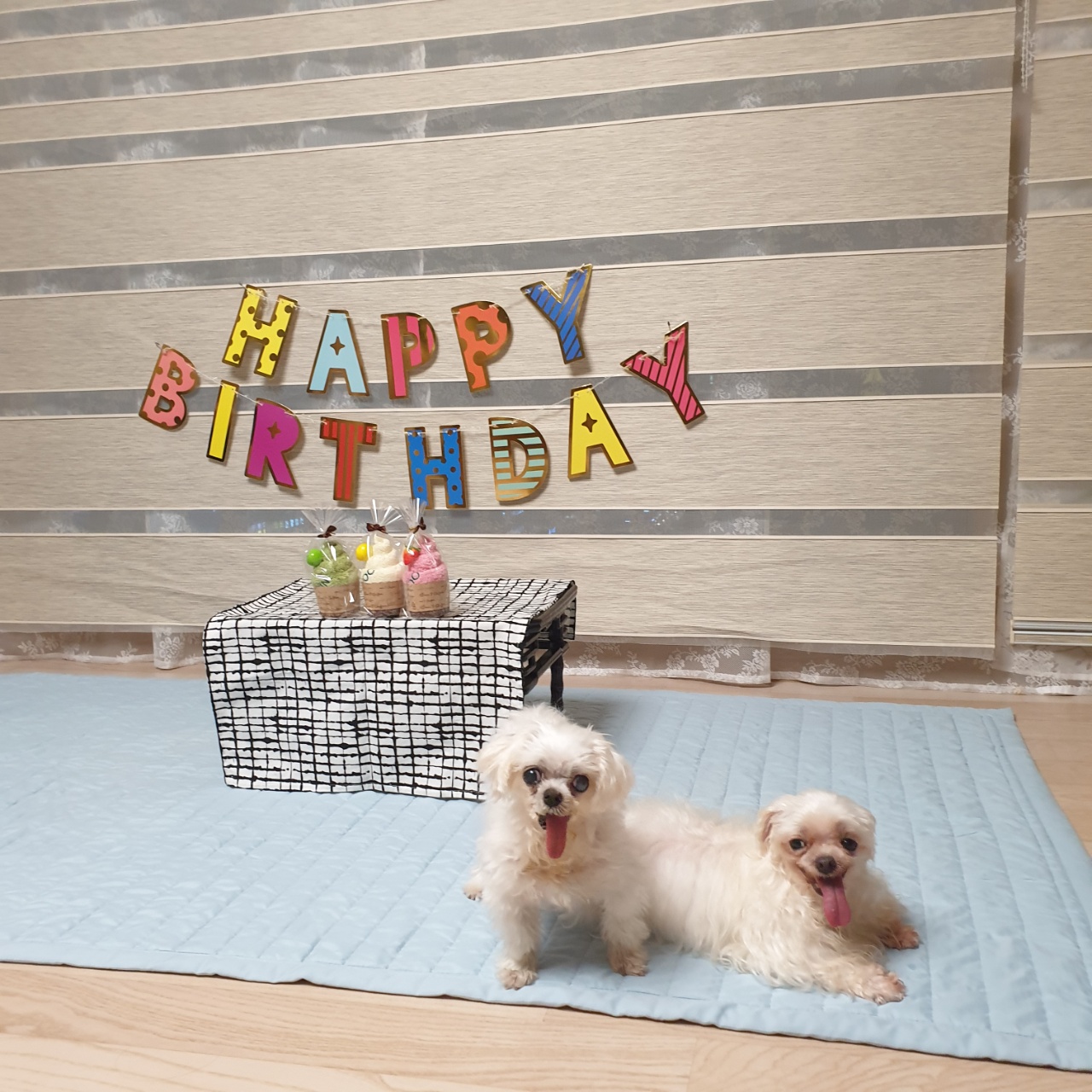 꽃순이 입양 1주년.