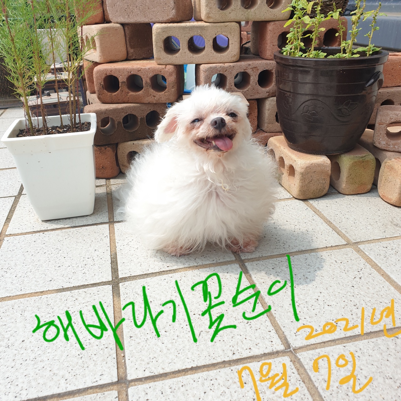 꽃순이 입양 1주년.