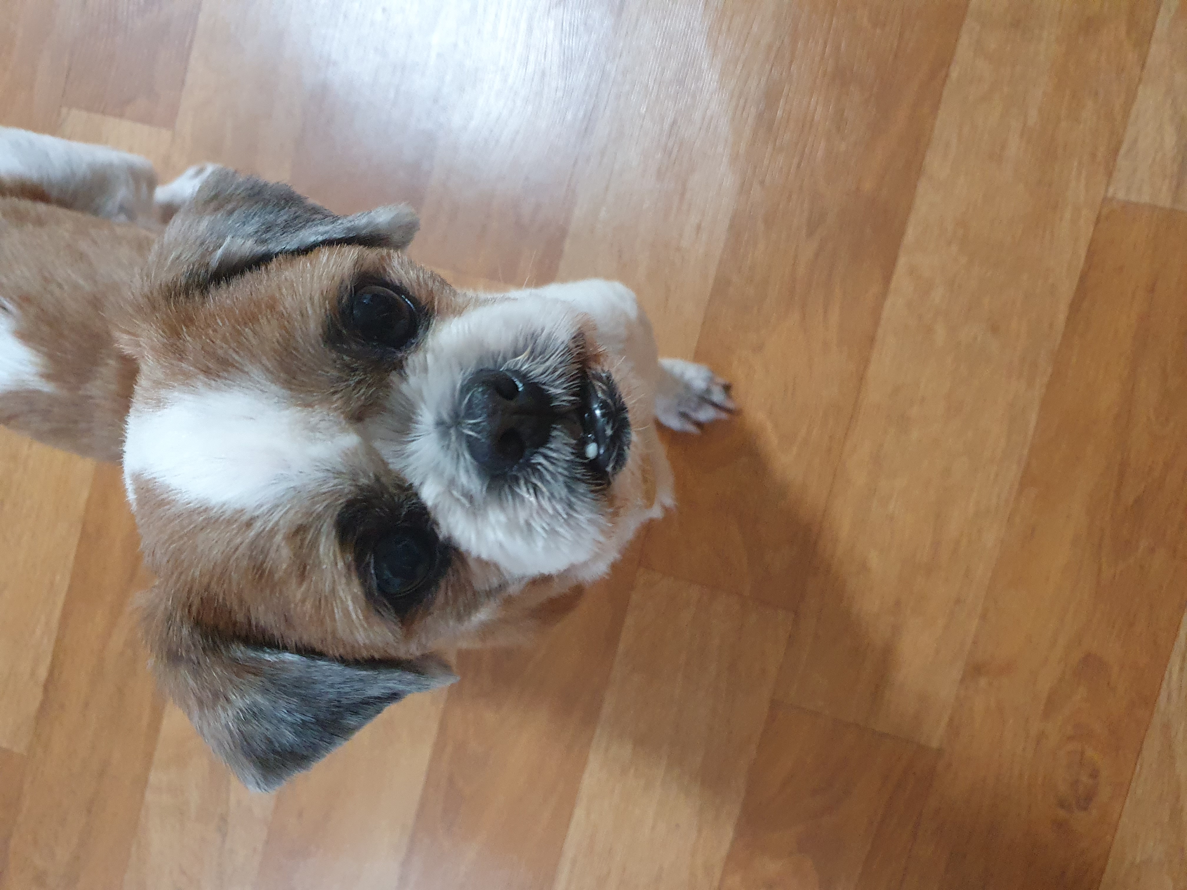 포동이의 새 가족 적응기 6일차