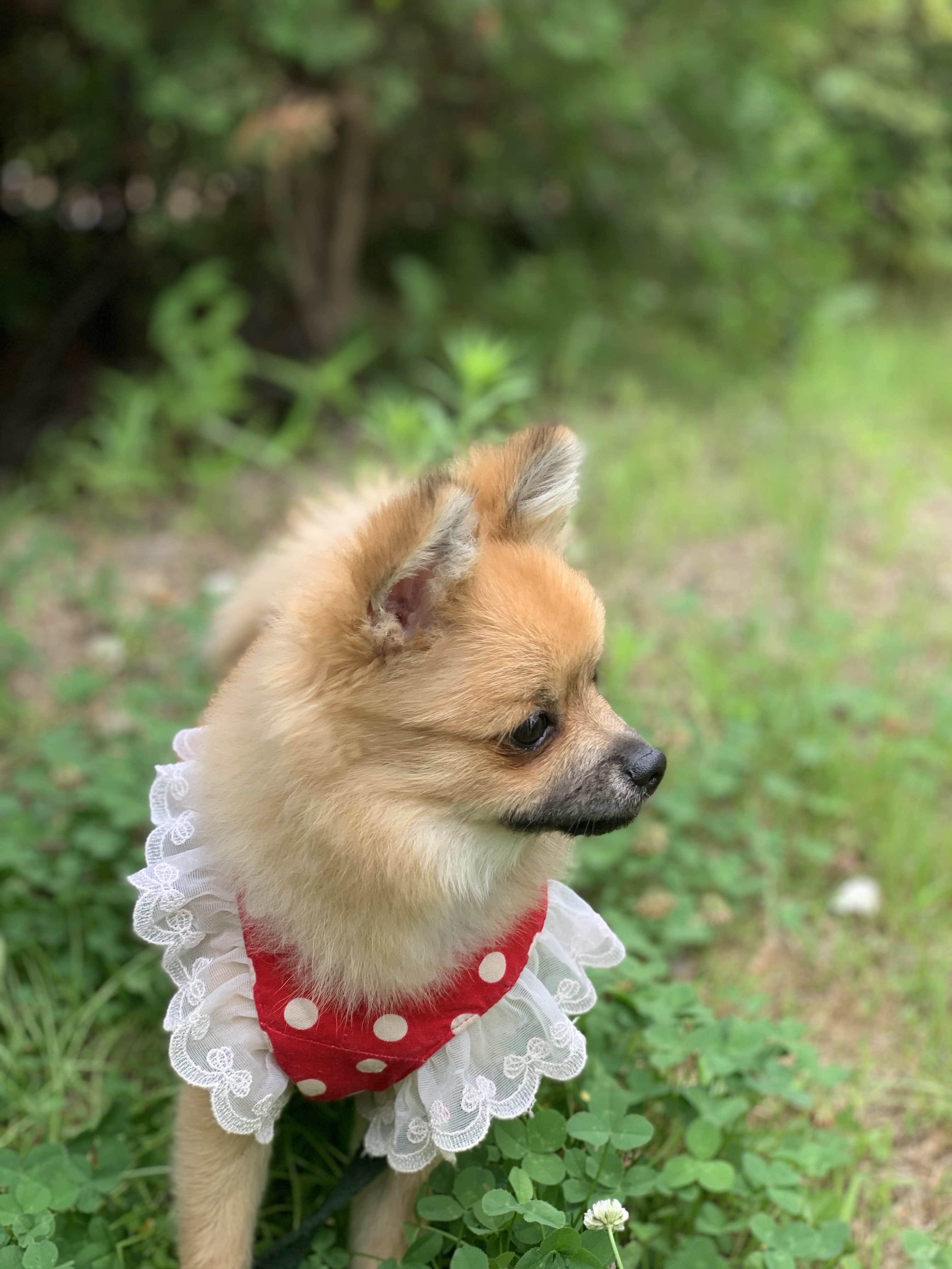 동자연-송일(짜장이) 입양 후 3개월 이야기