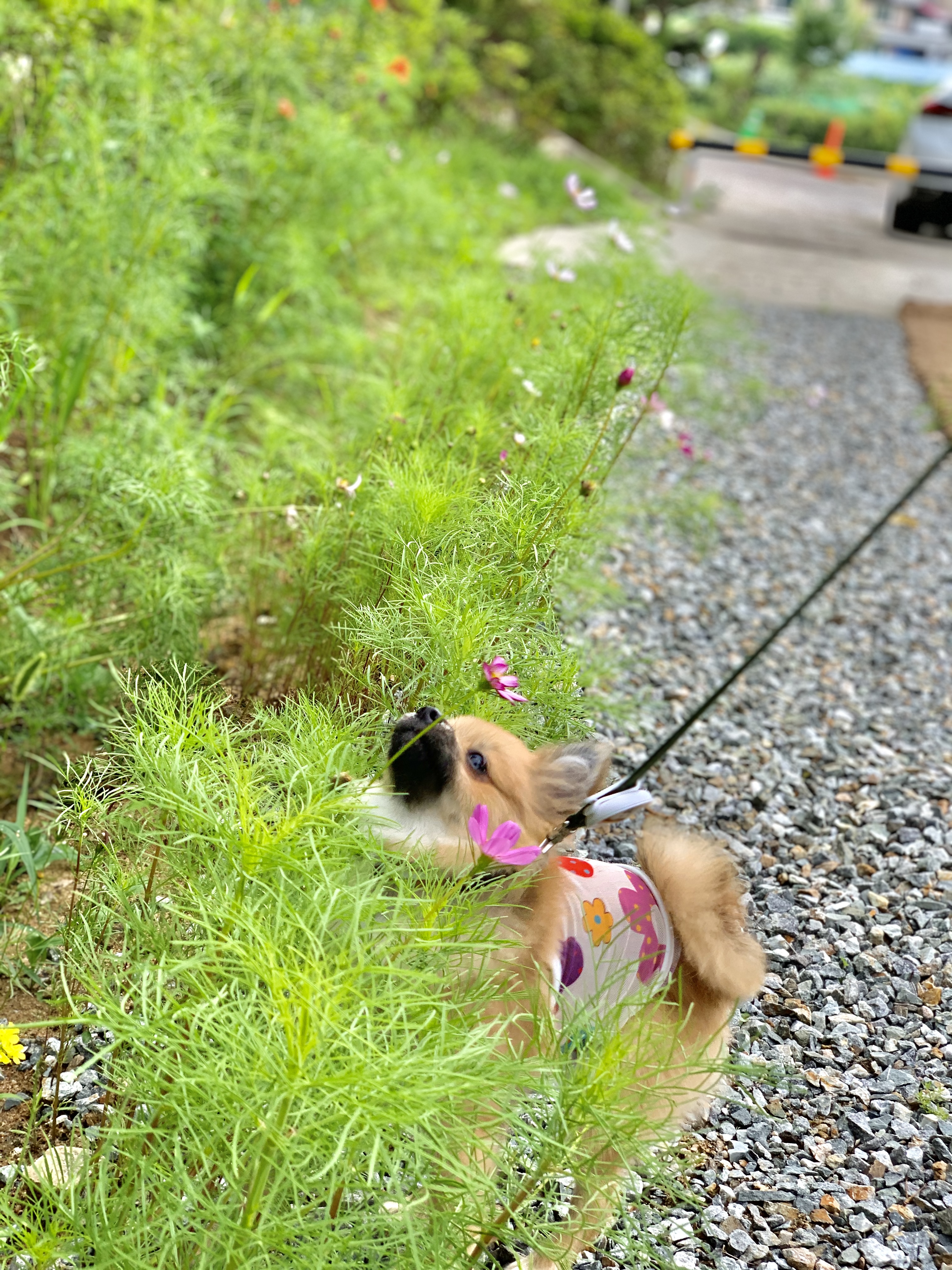 동자연-송일(짜장이) 입양 후 3개월 이야기