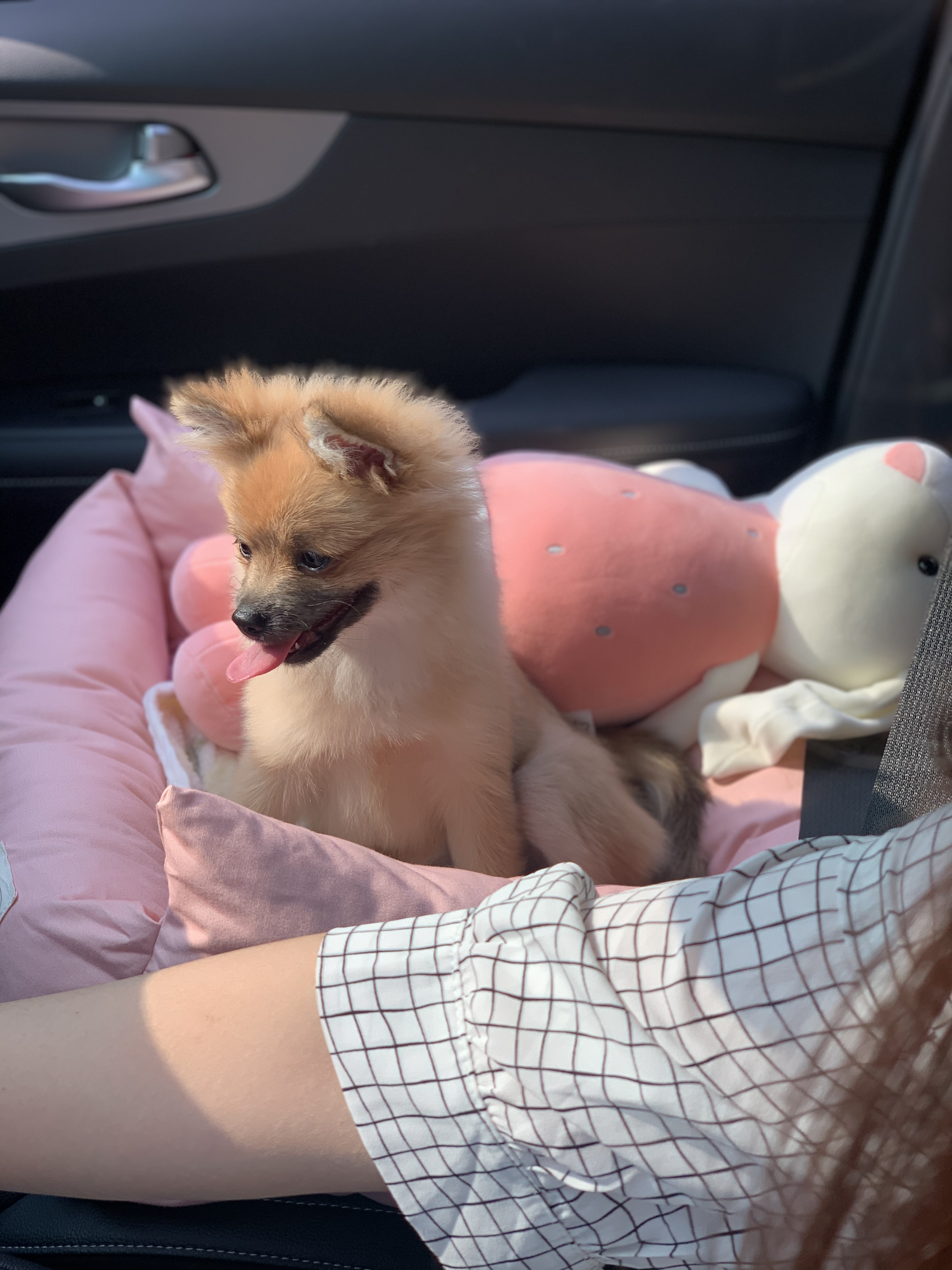 동자연-송일(짜장이) 입양 후 3개월 이야기