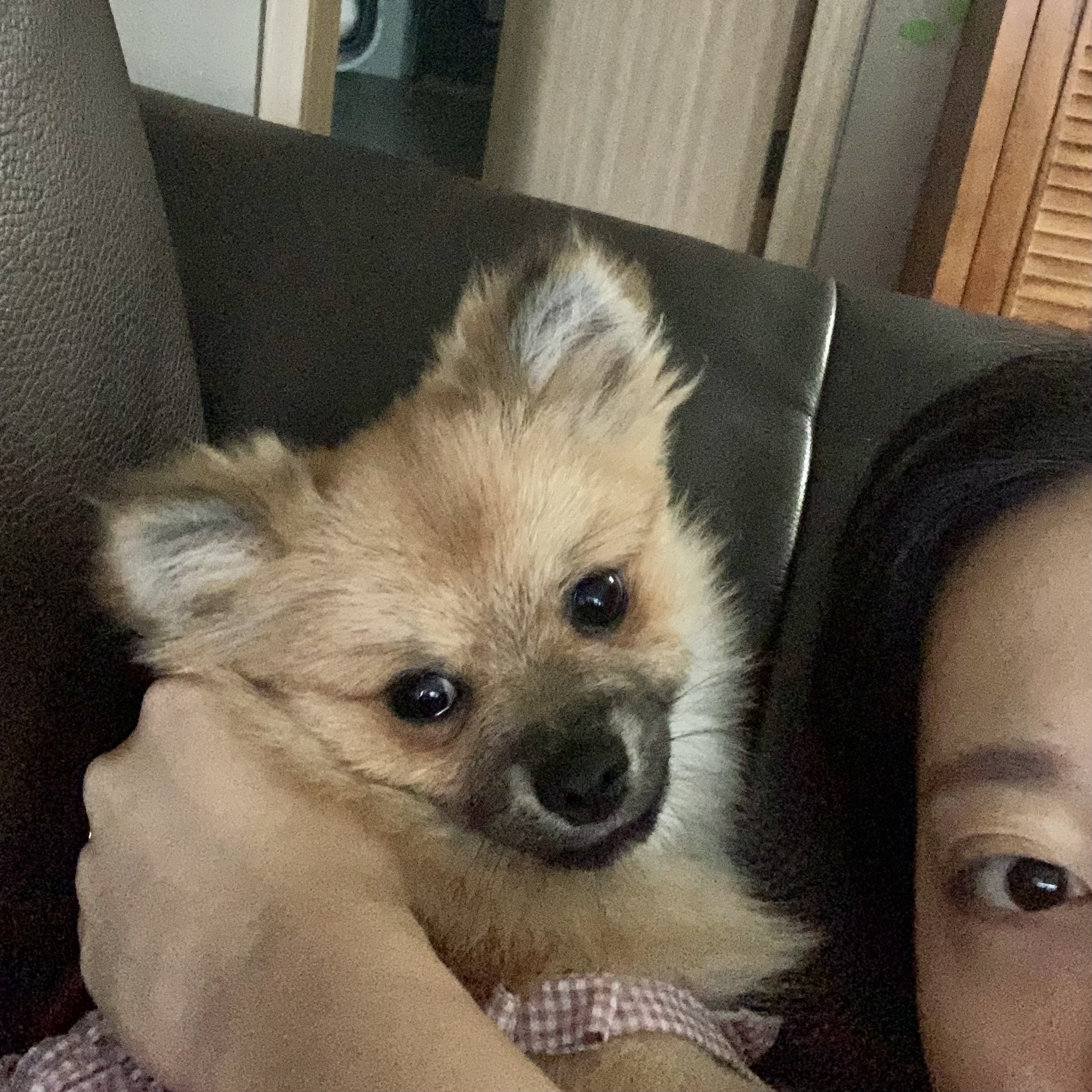 동자연-송일(짜장이) 입양 후 3개월 이야기