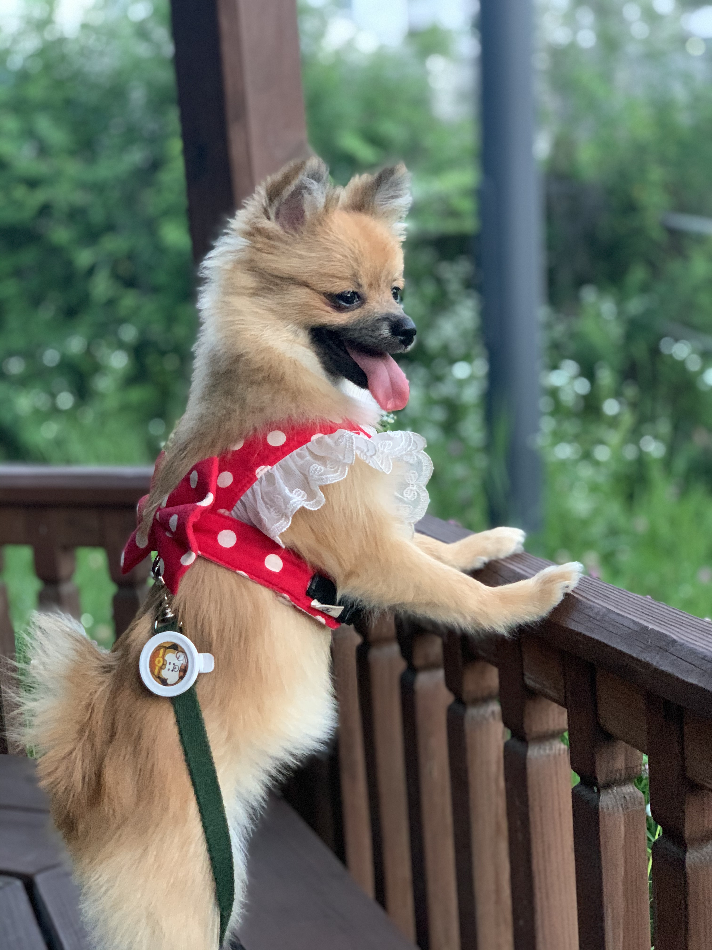 동자연-송일(짜장이) 입양 후 3개월 이야기