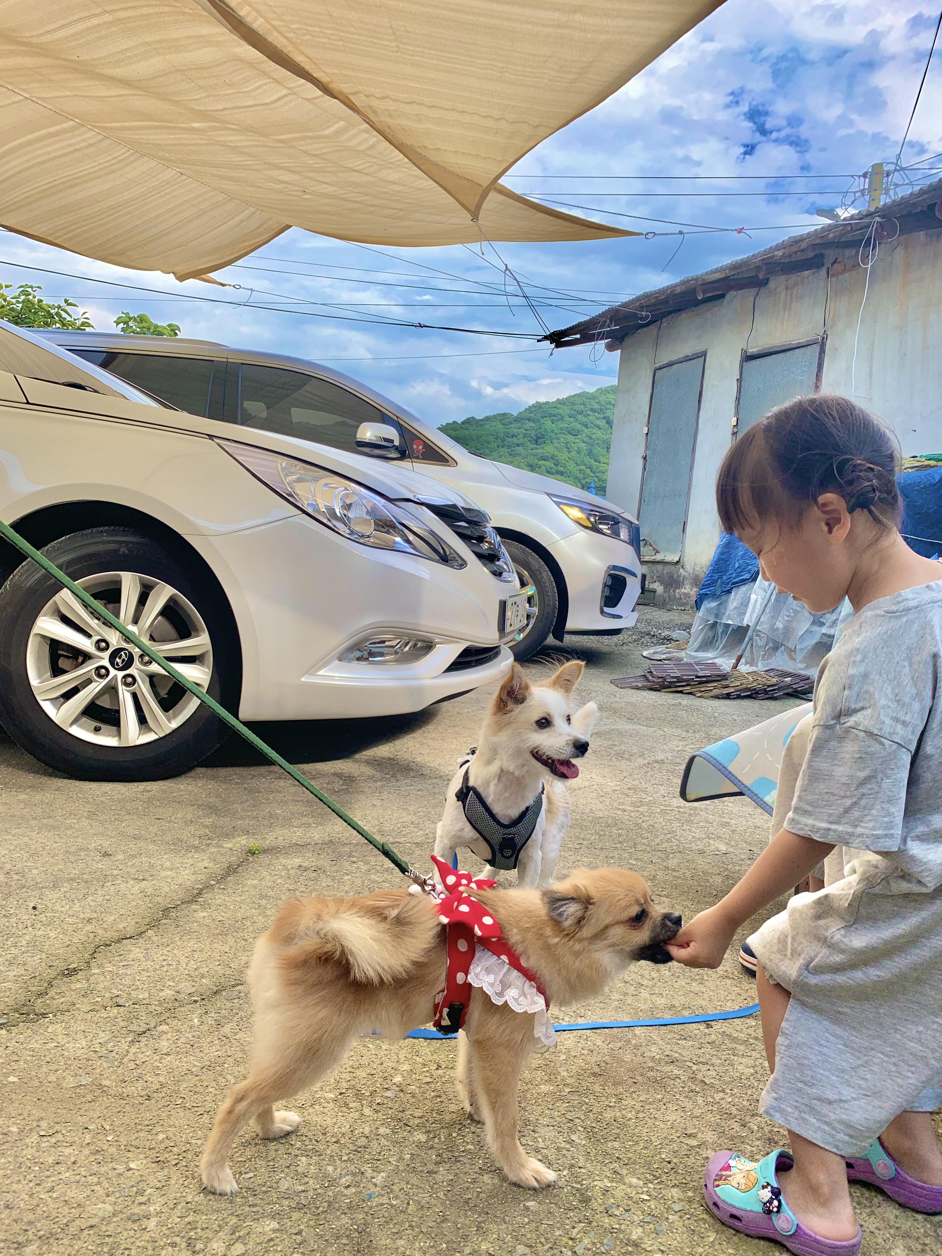 동자연-송일(짜장이) 입양 후 3개월 이야기