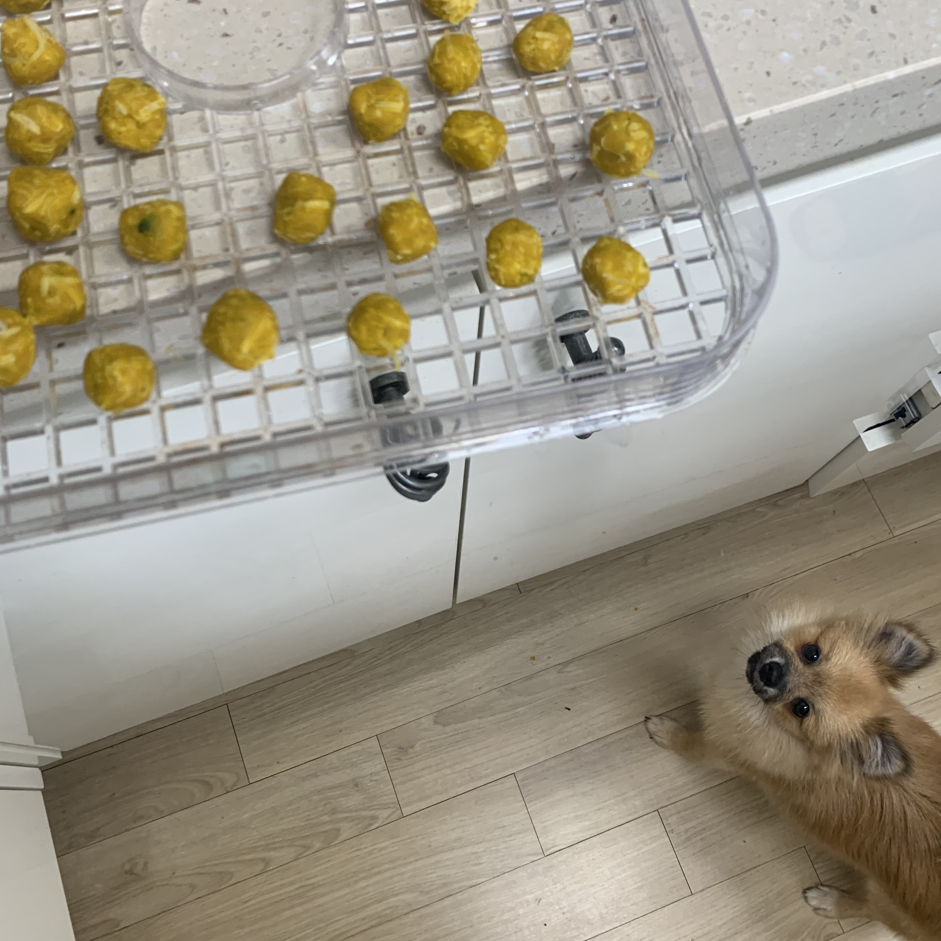 동자연-송일(짜장이) 입양 후 3개월 이야기