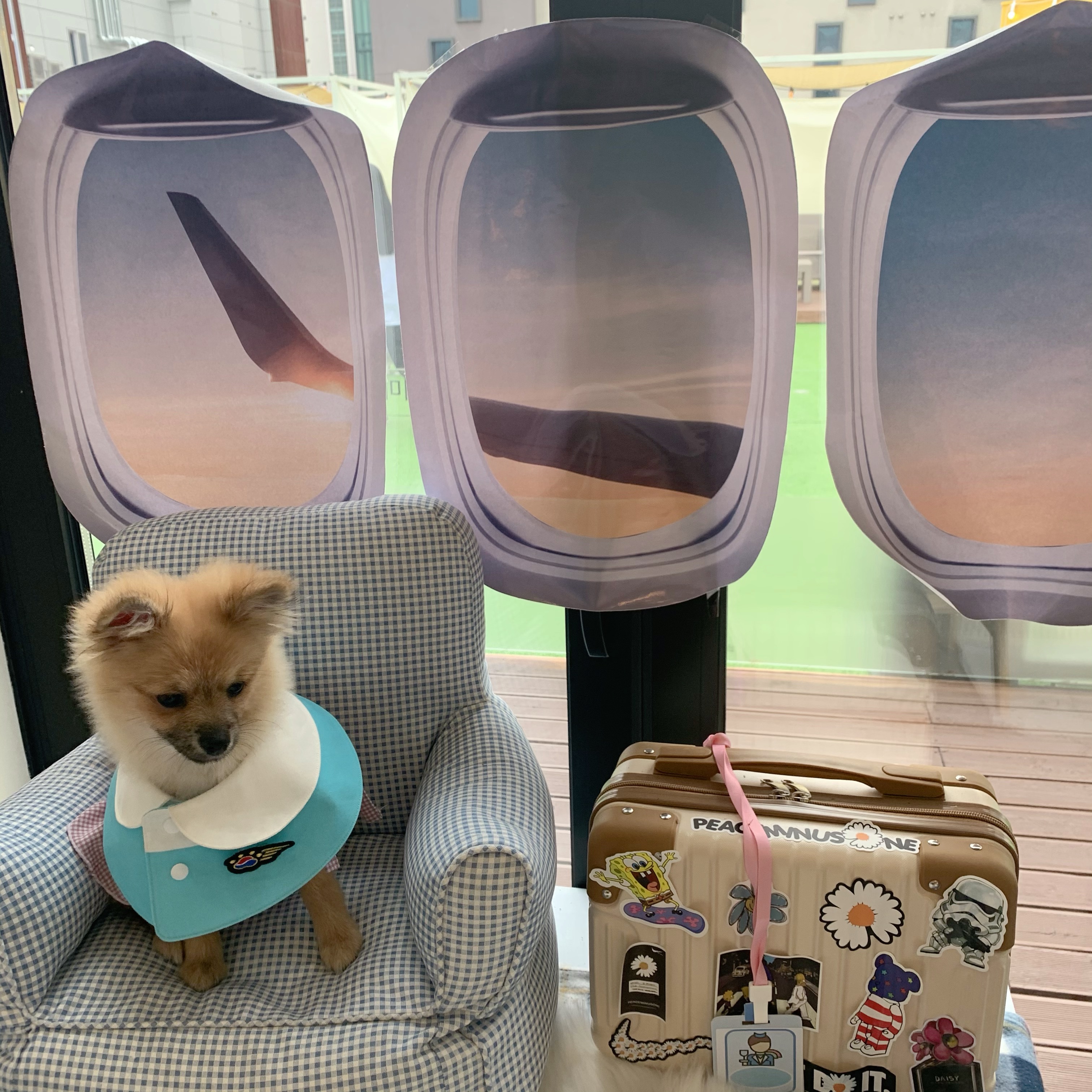 동자연-송일(짜장이) 입양 후 3개월 이야기