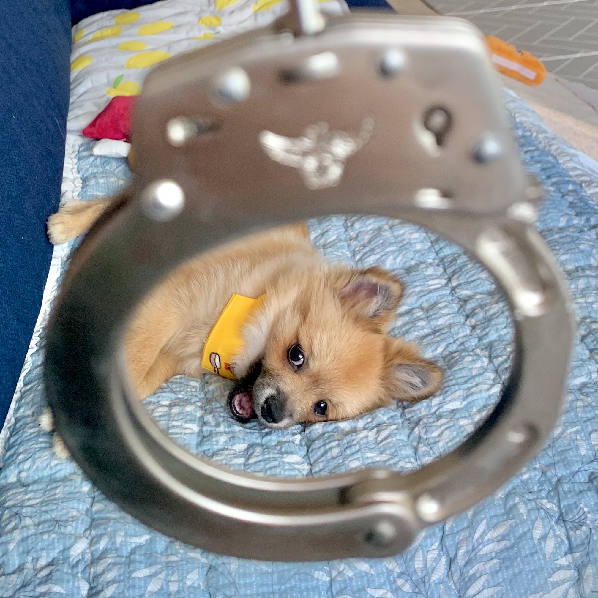 동자연-송일(짜장이) 입양 후 3개월 이야기