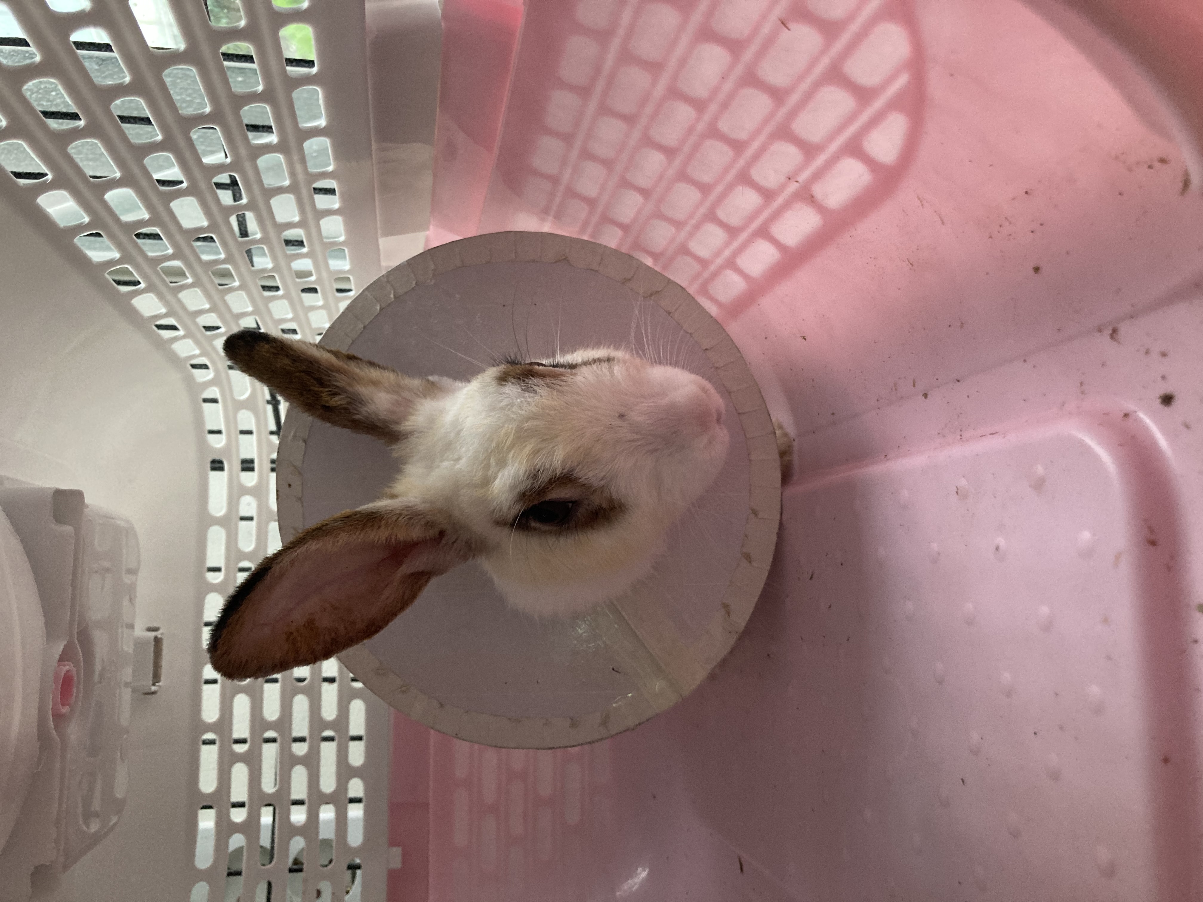 애교쟁이 '레'를 소개합니다!