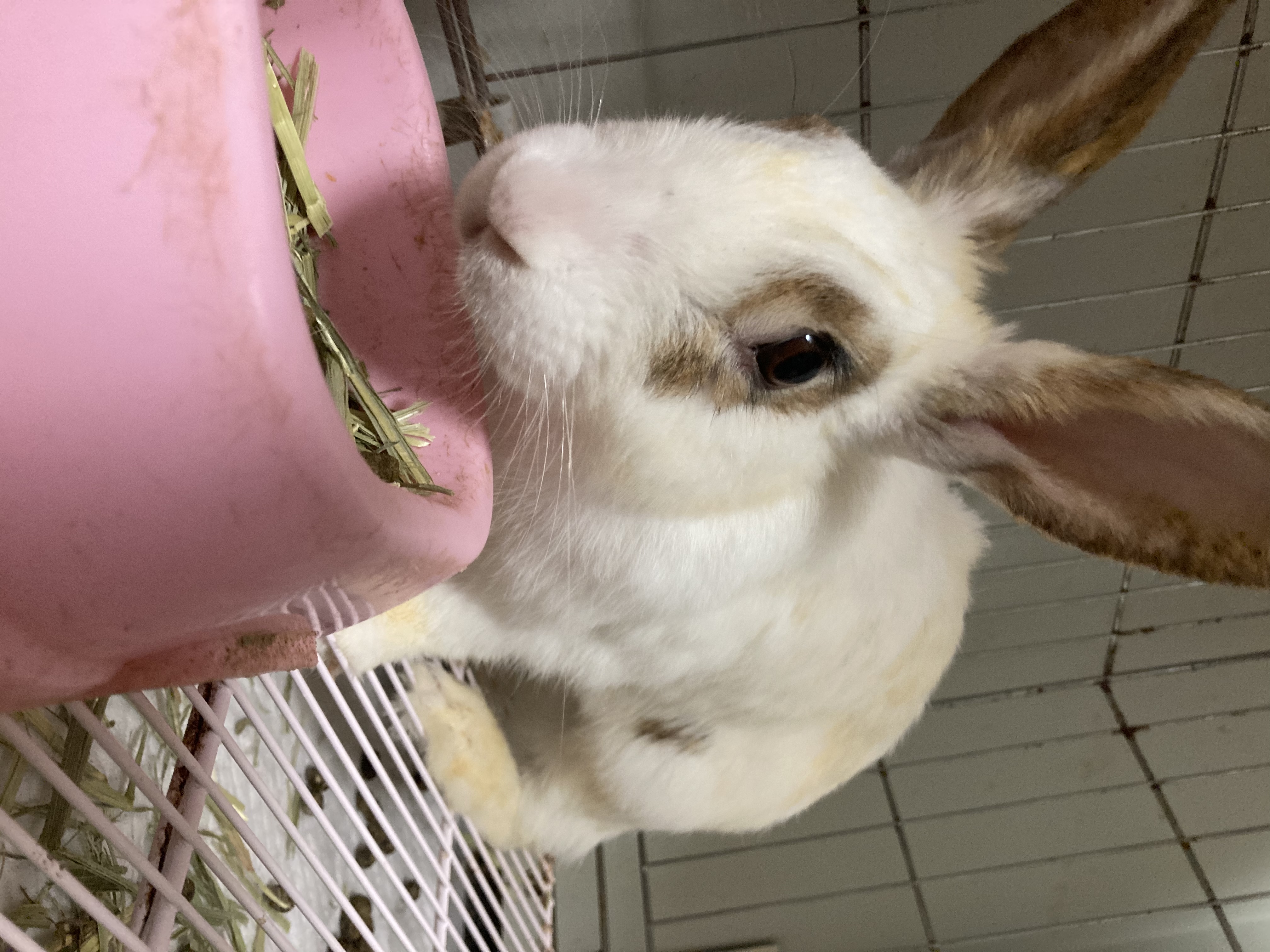 애교쟁이 '레'를 소개합니다!