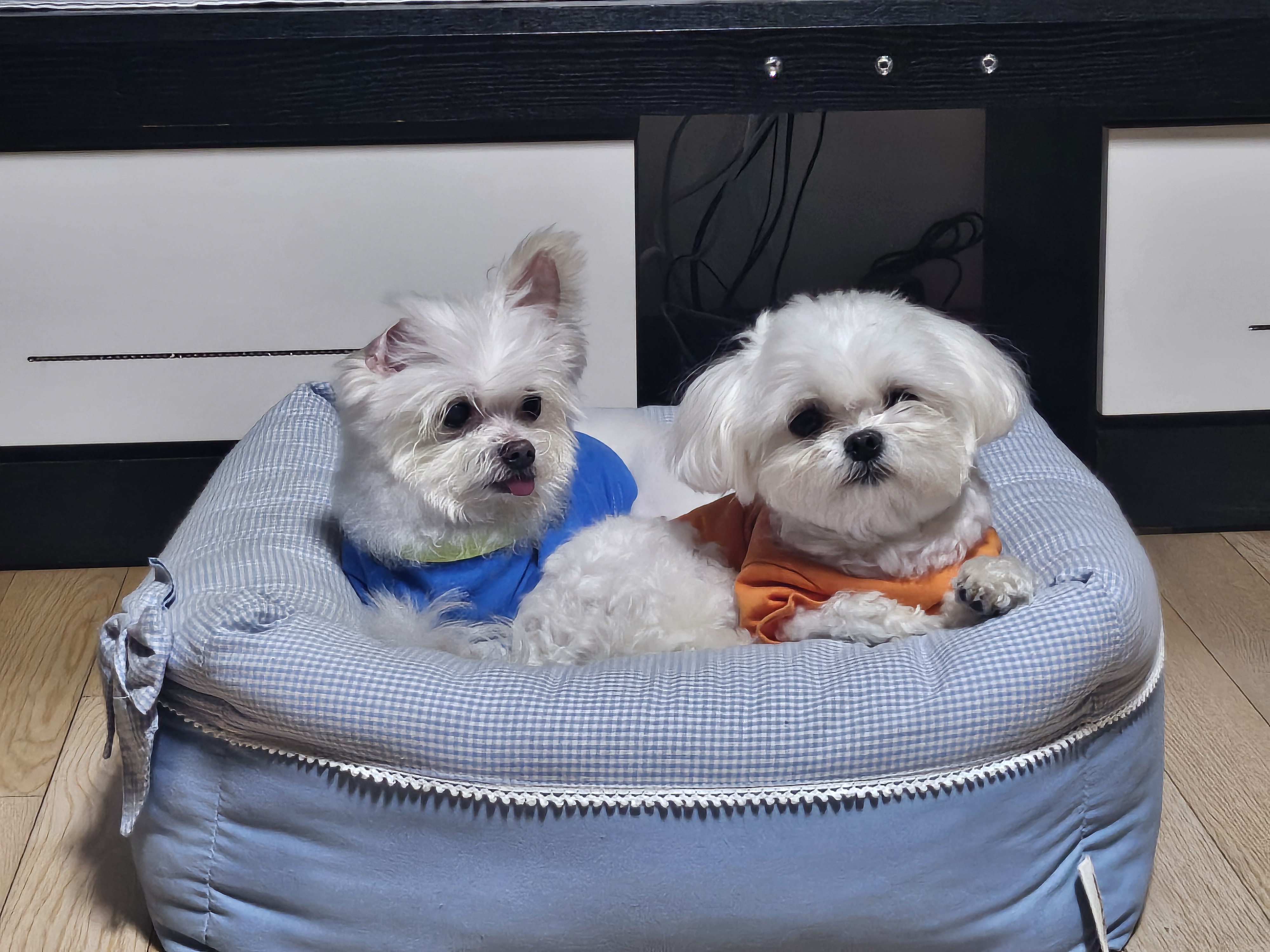 꾸미(익준이) 잘 있습니다 :)