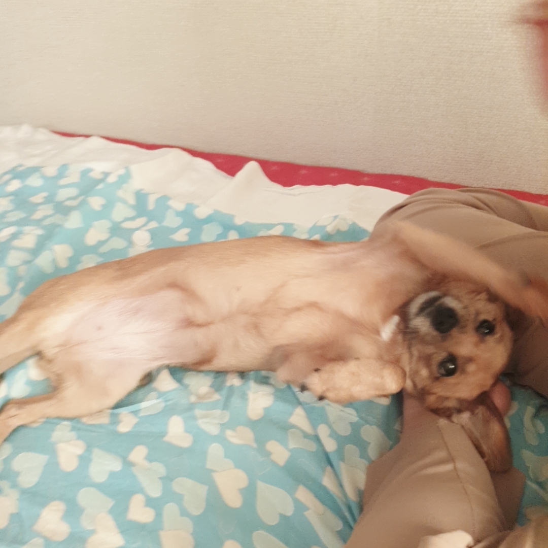 도담이 입양 1년하고도 2달이 지났어요^^