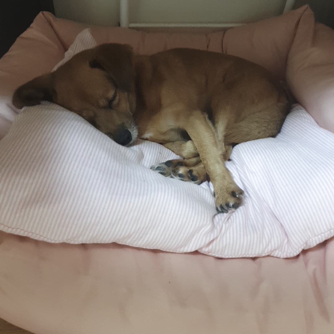 도담이 입양 1년하고도 2달이 지났어요^^