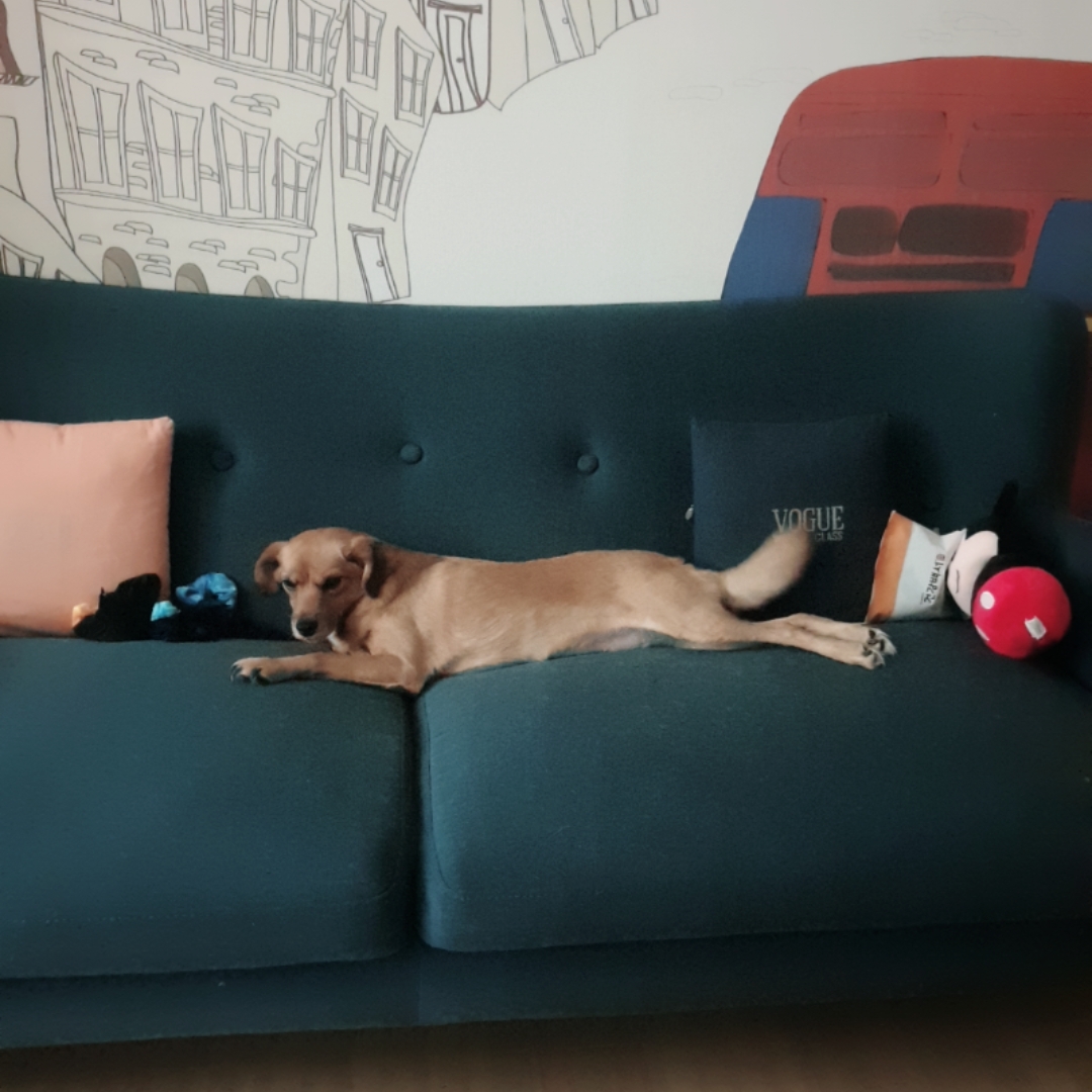 도담이 입양 1년하고도 2달이 지났어요^^