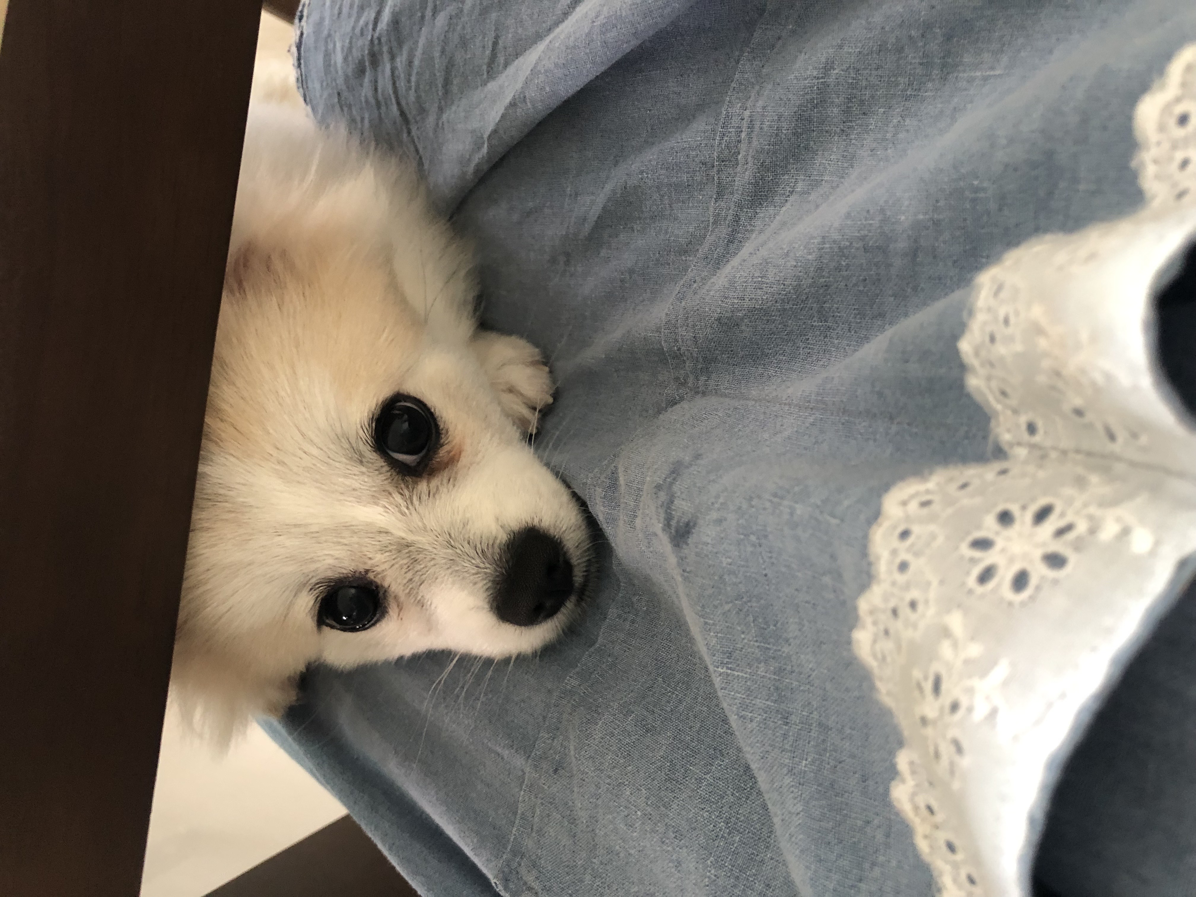 곤지암 구조견 마음이의 자견 뽀또(마일이)의 근황 세달차