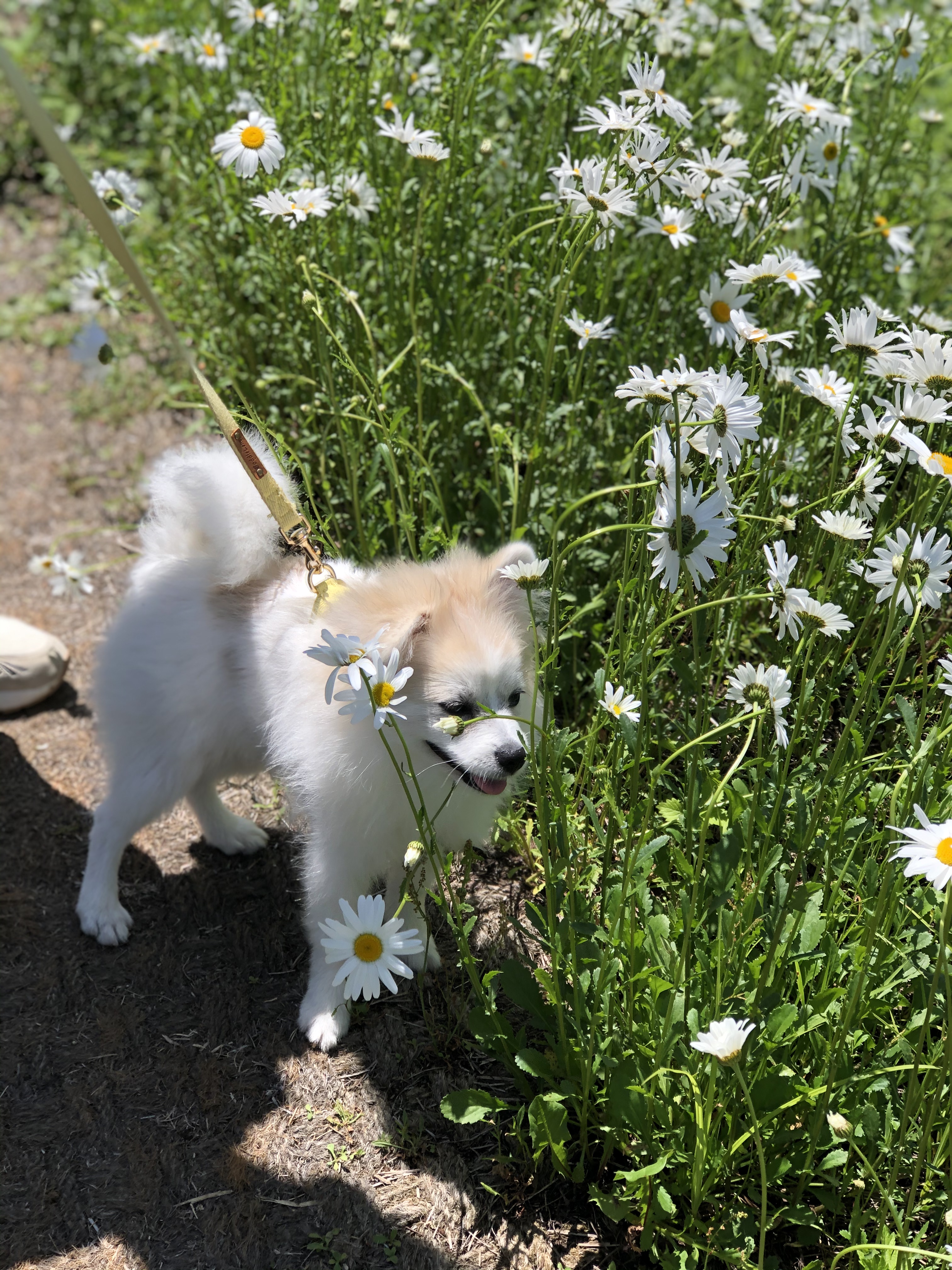 곤지암 구조견 마음이의 자견 뽀또(마일이)의 근황 세달차