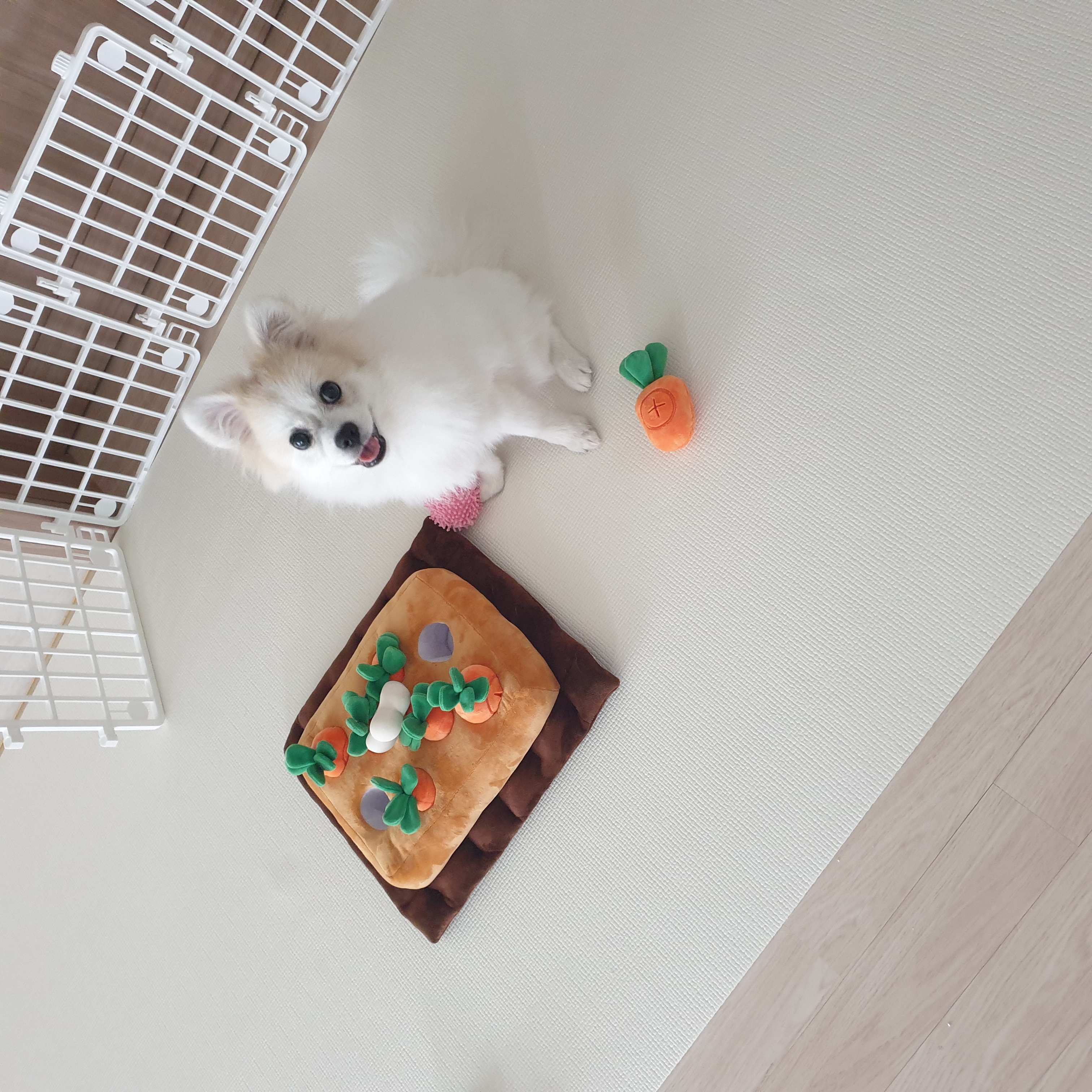 곤지암 구조견 마음이의 자견 뽀또(마일이)의 근황 세달차