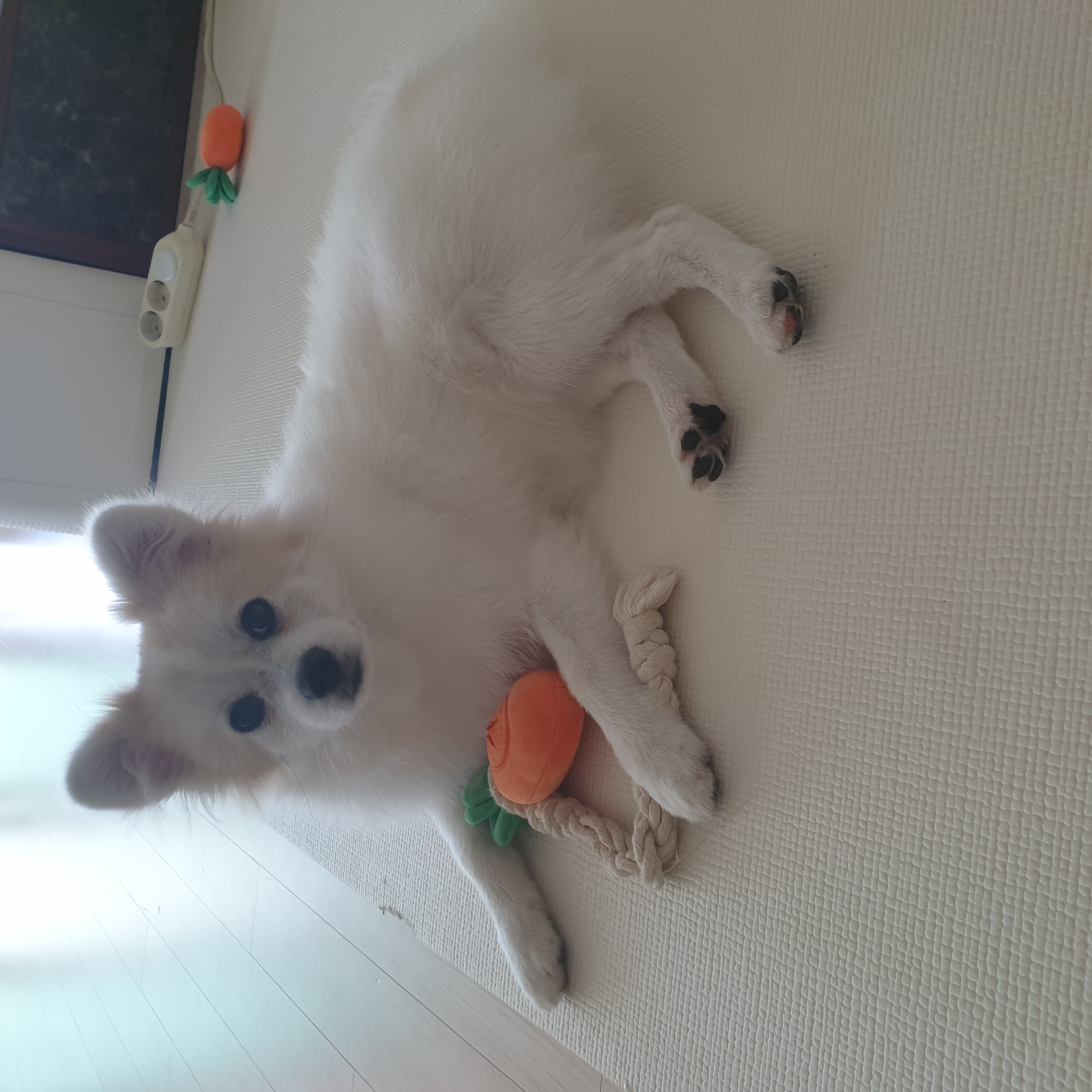 곤지암 구조견 마음이의 자견 뽀또(마일이)의 근황 세달차