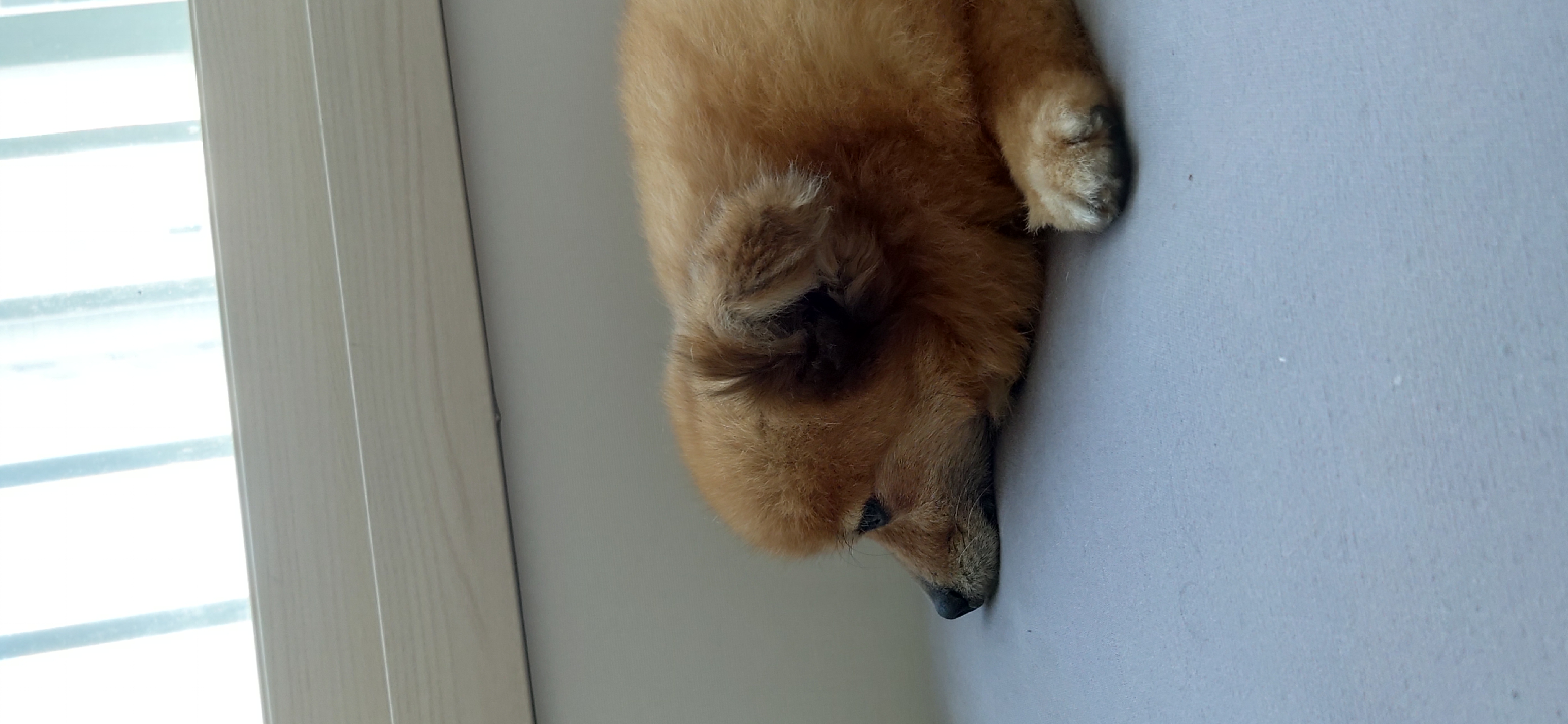 티거(곤지암2-워터)와 가족 된지 한달. 두번째 후기