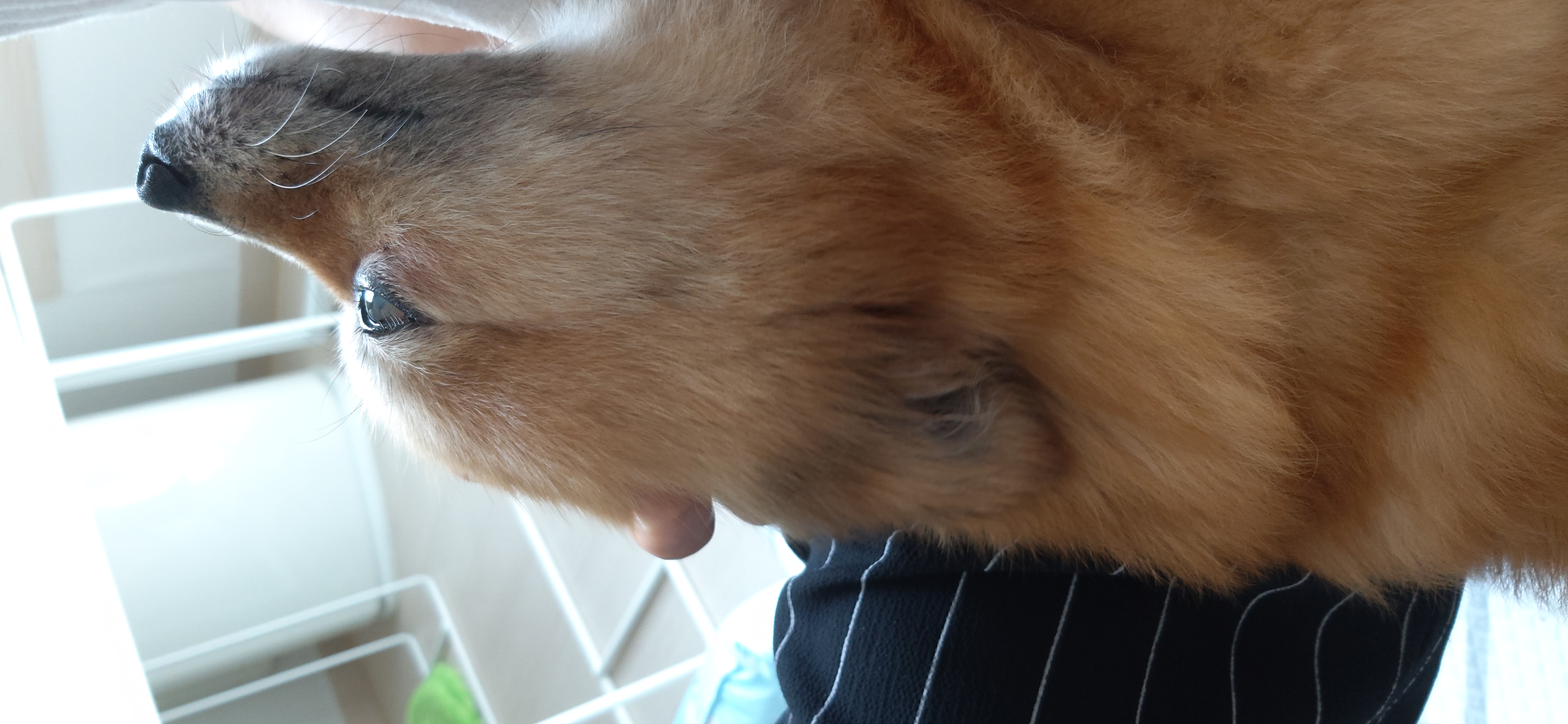 티거(곤지암2-워터)와 가족 된지 한달. 두번째 후기