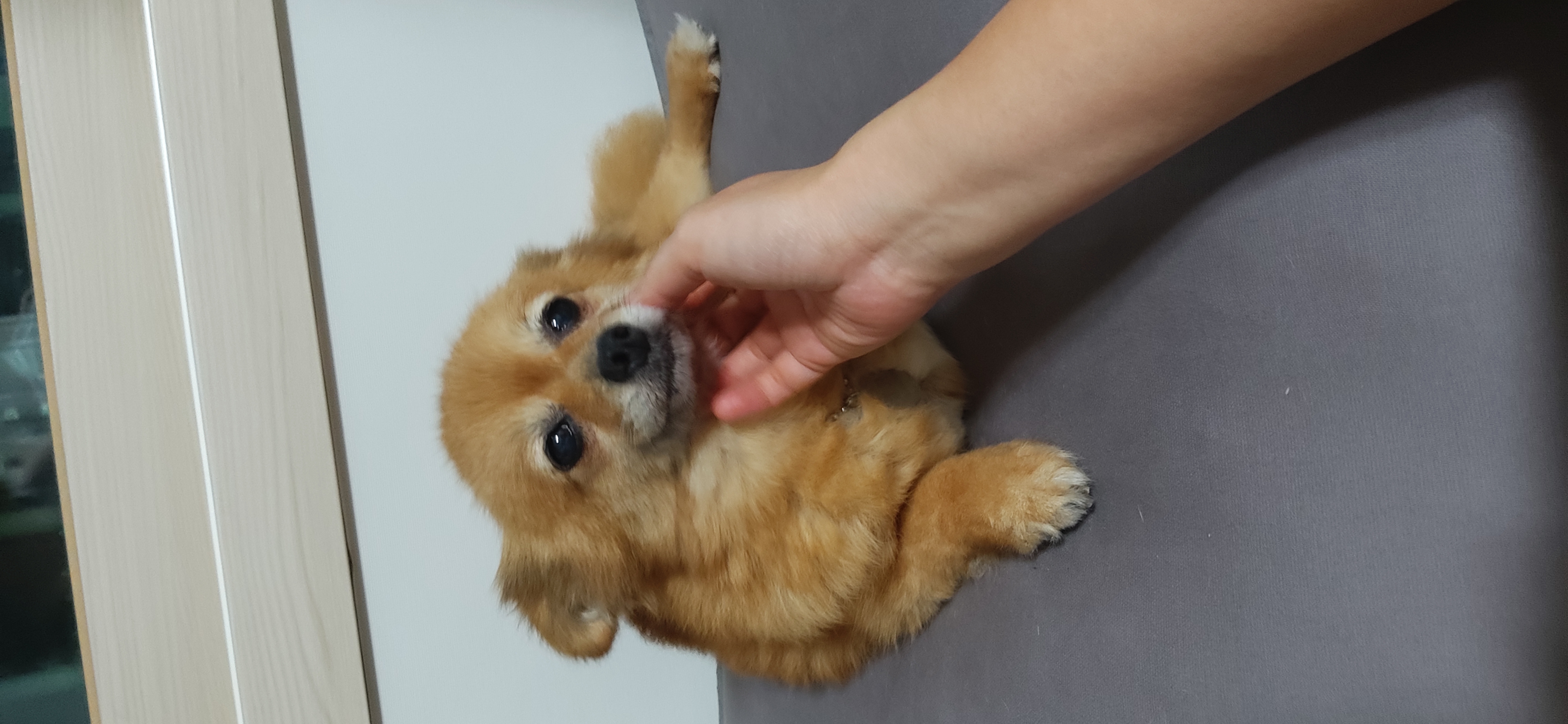 티거(곤지암2-워터)와 가족 된지 한달. 두번째 후기