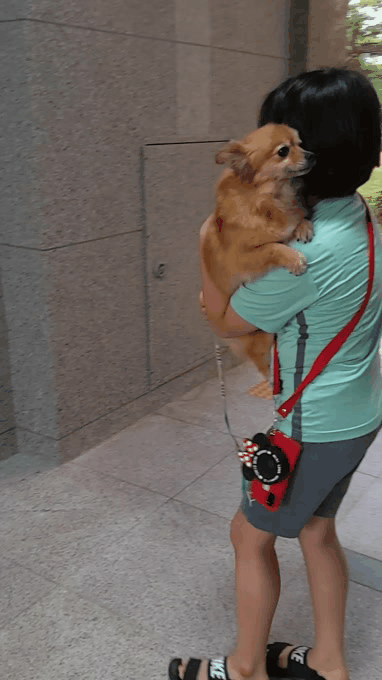 티거(곤지암2-워터)와 가족 된지 한달. 두번째 후기