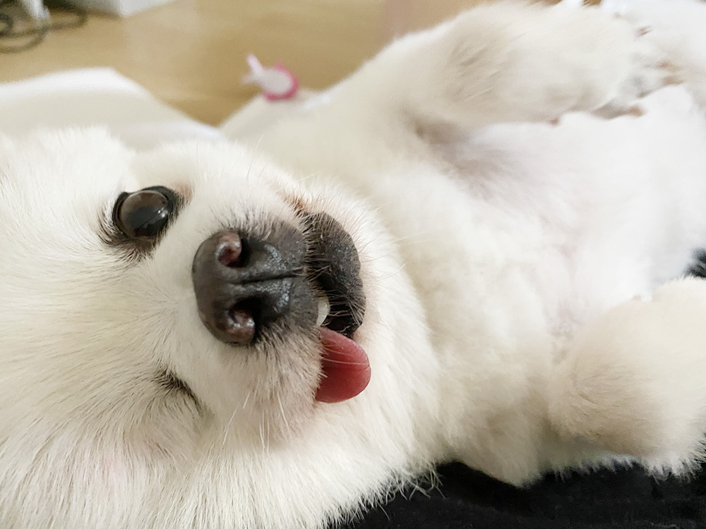 우주최고 멍뭉이 그림이 입양한 지 벌써 한달이 넘었어요