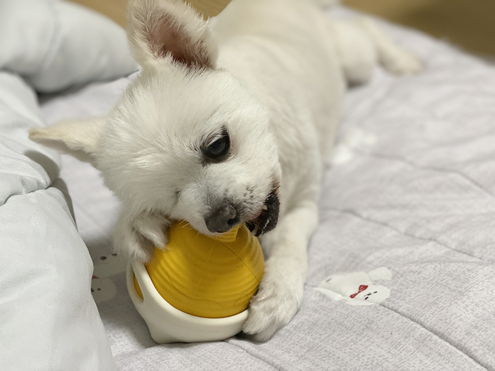 우주최고 멍뭉이 그림이 입양한 지 벌써 한달이 넘었어요