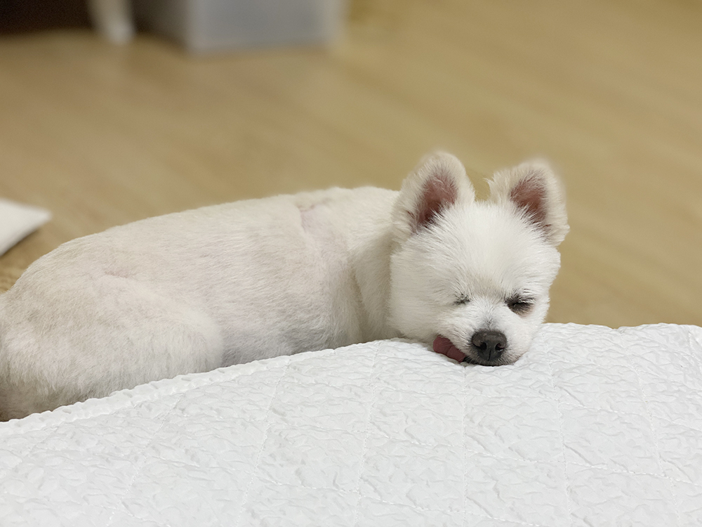 우주최고 멍뭉이 그림이 입양한 지 벌써 한달이 넘었어요