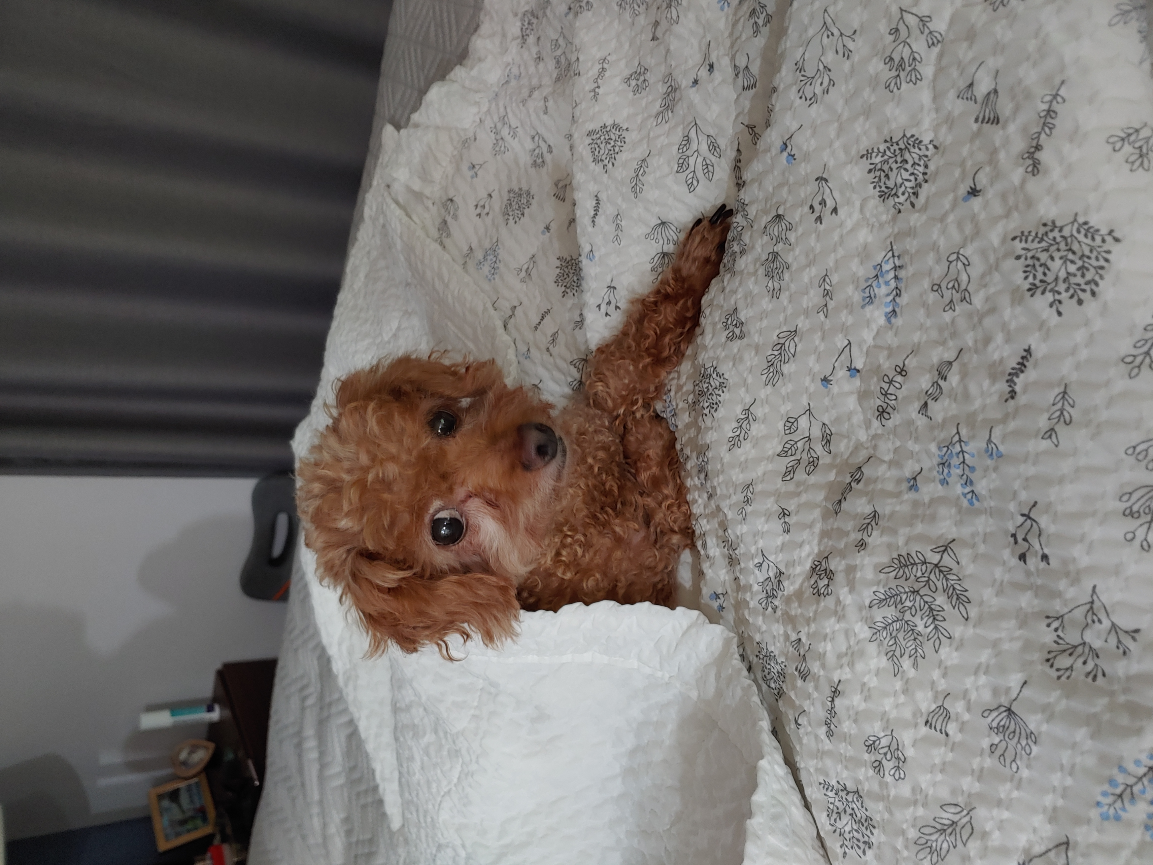 곤지암 팔랑이~~(지금은 버디^^)