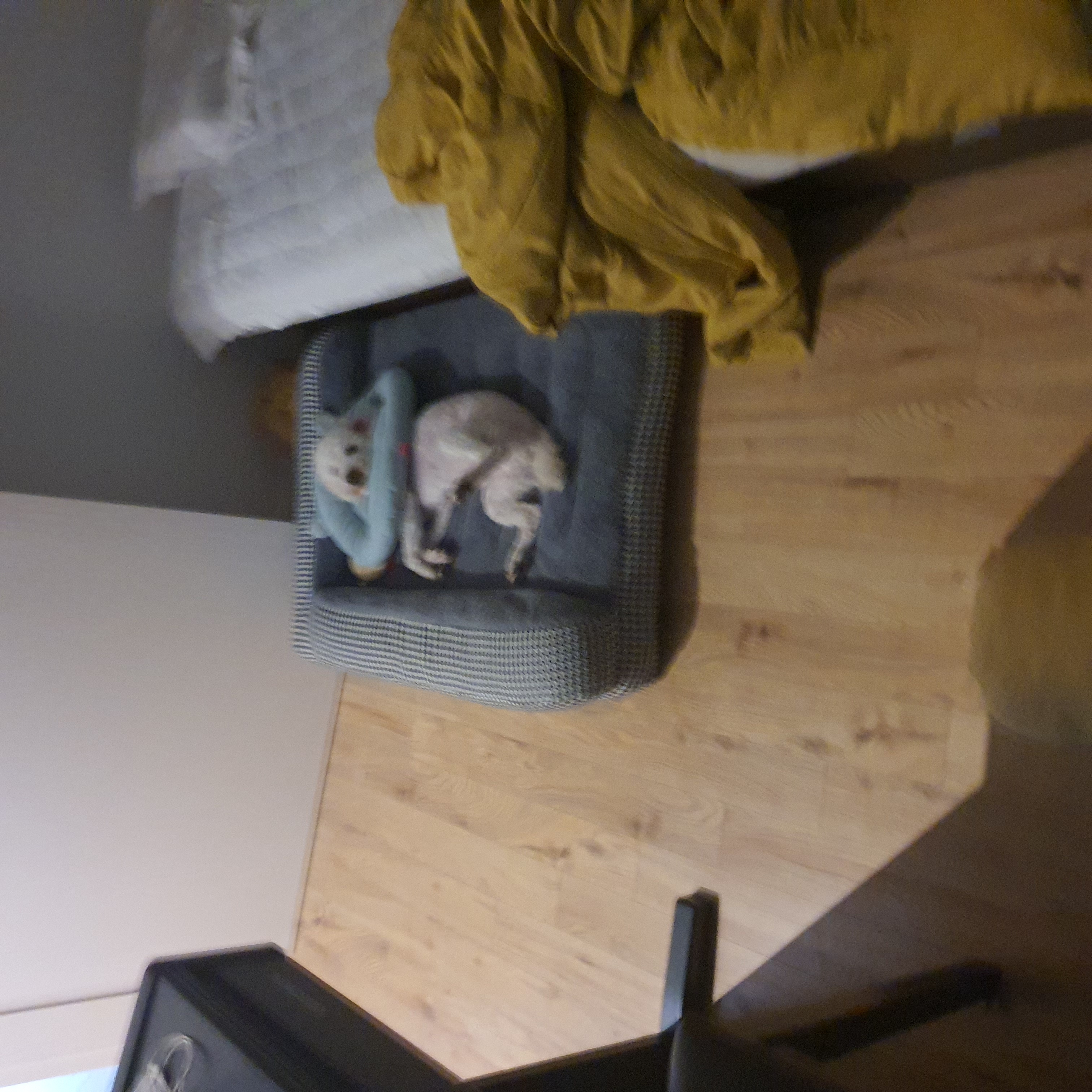 곤지암 레일이 2달 후기 ( 현 : 최고다 )