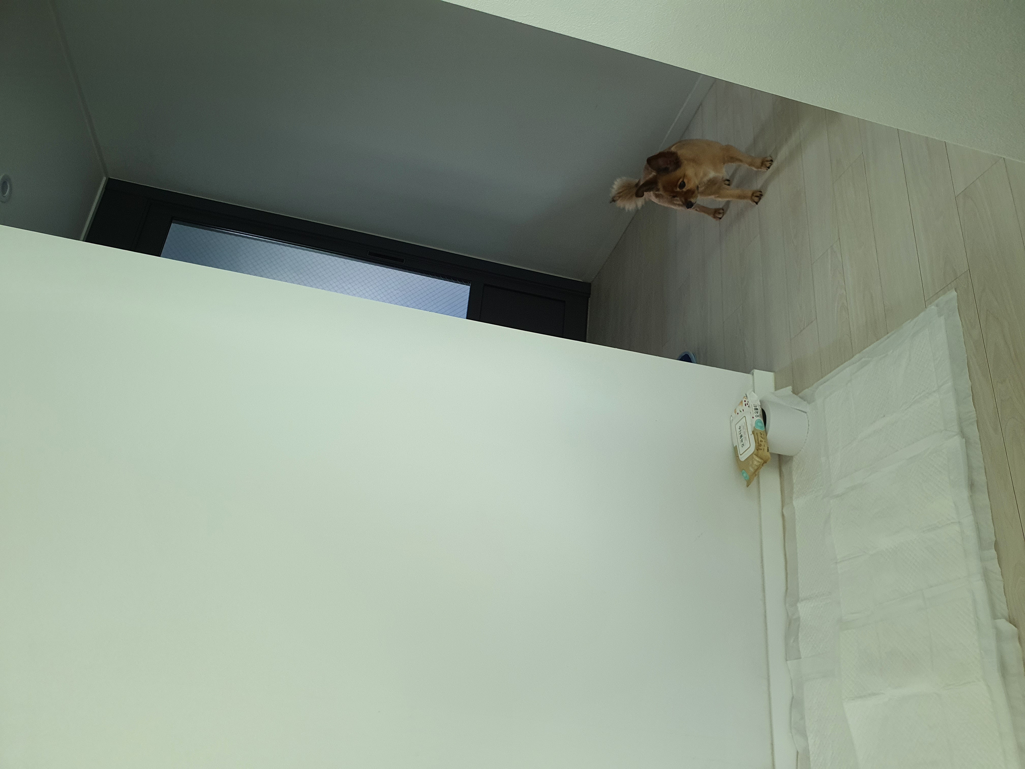 멜론이 ~~5개월차~잘지내고 있어요