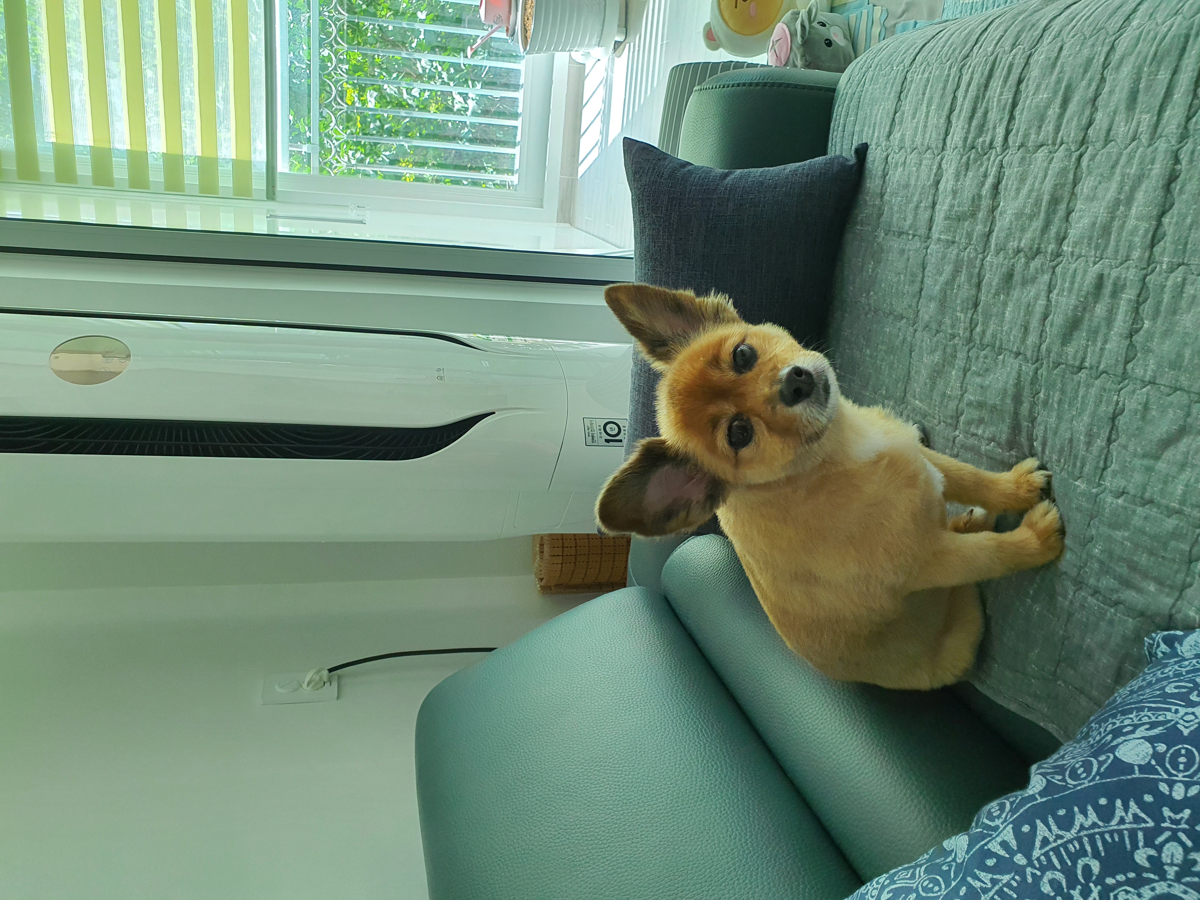 멜론이 ~~5개월차~잘지내고 있어요