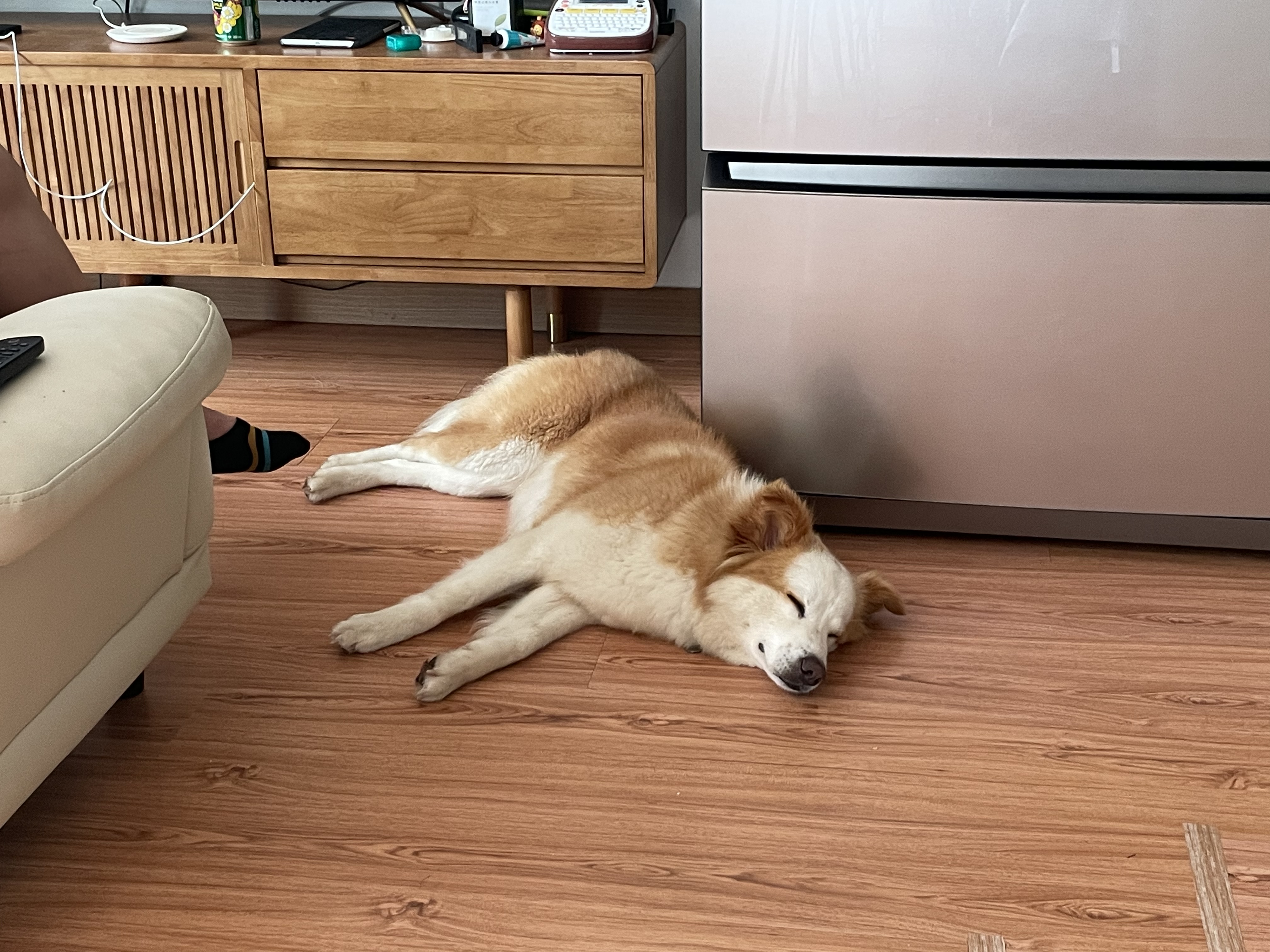 룽지가 온지 일주일이 되었네요