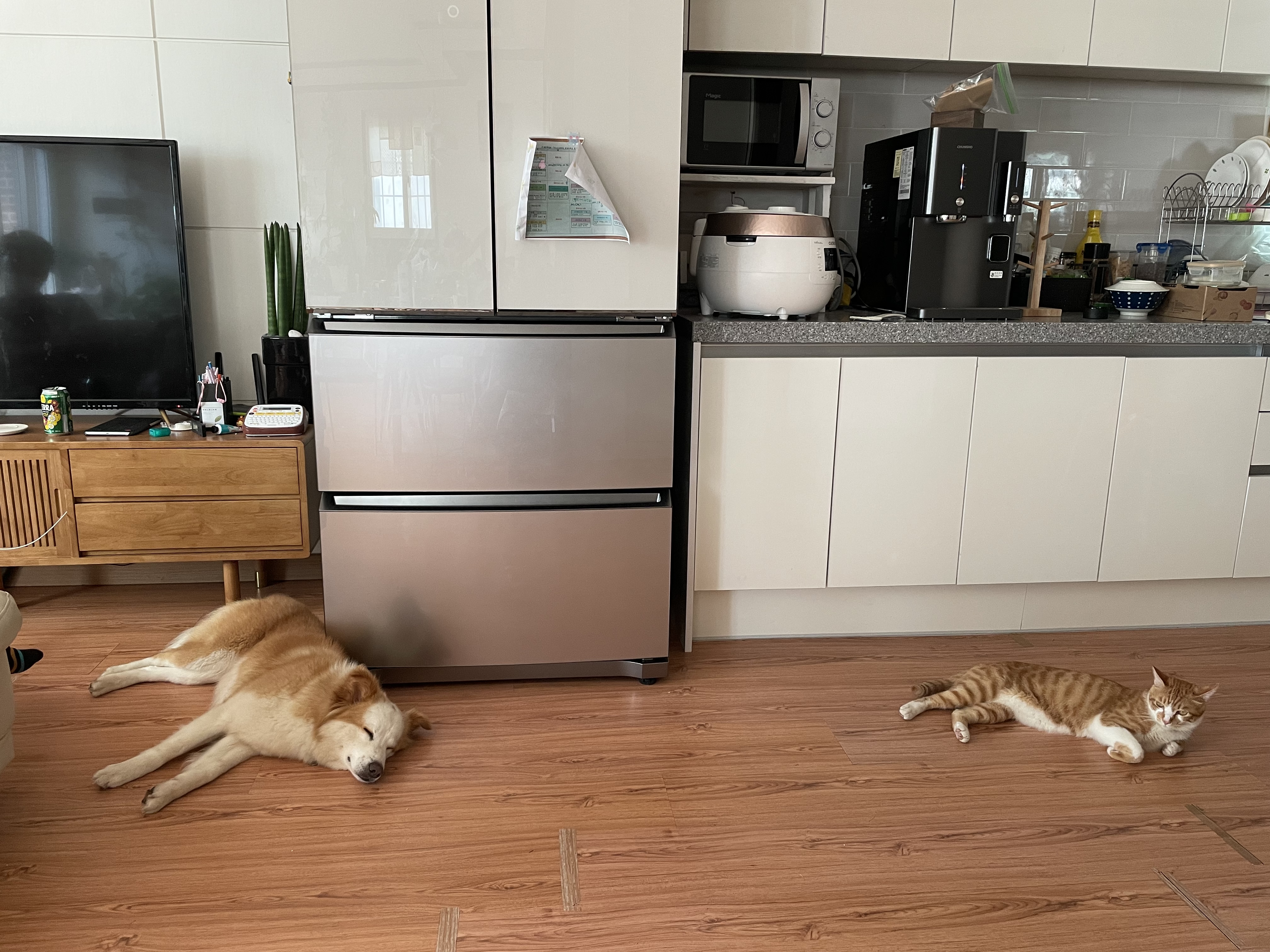 룽지가 온지 일주일이 되었네요