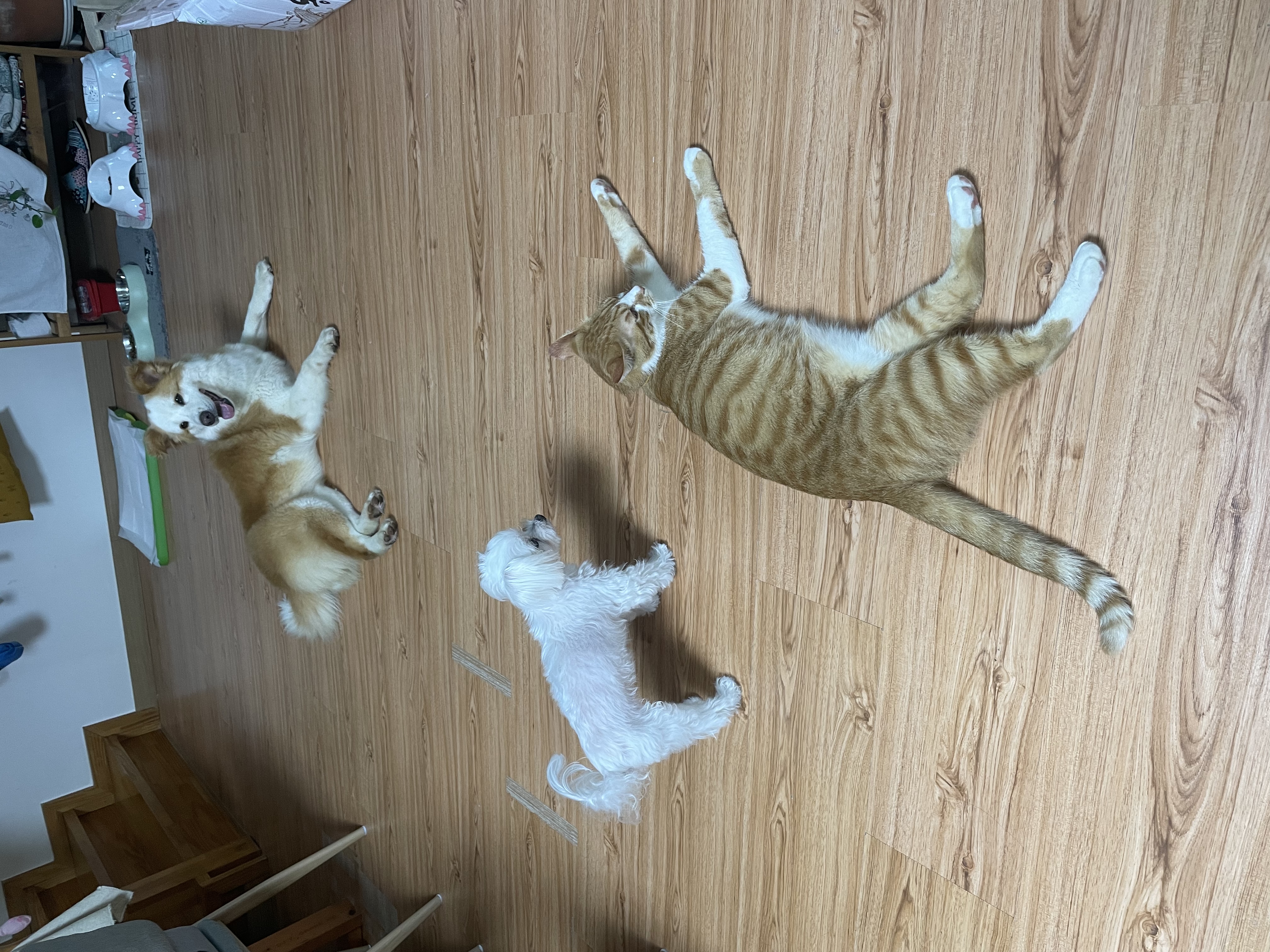 룽지가 온지 일주일이 되었네요