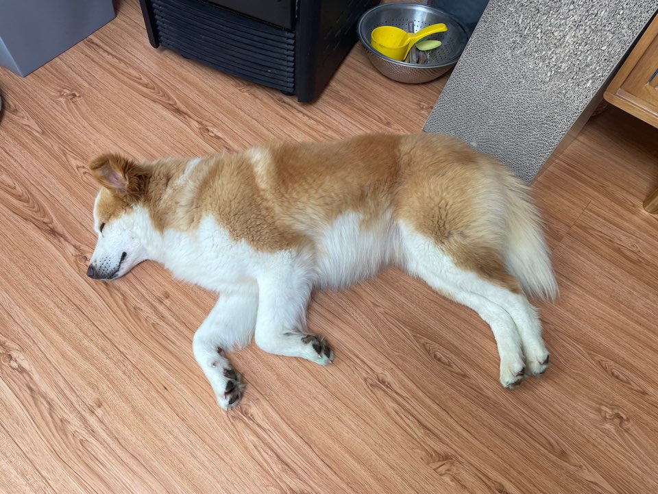 룽지가 온지 일주일이 되었네요