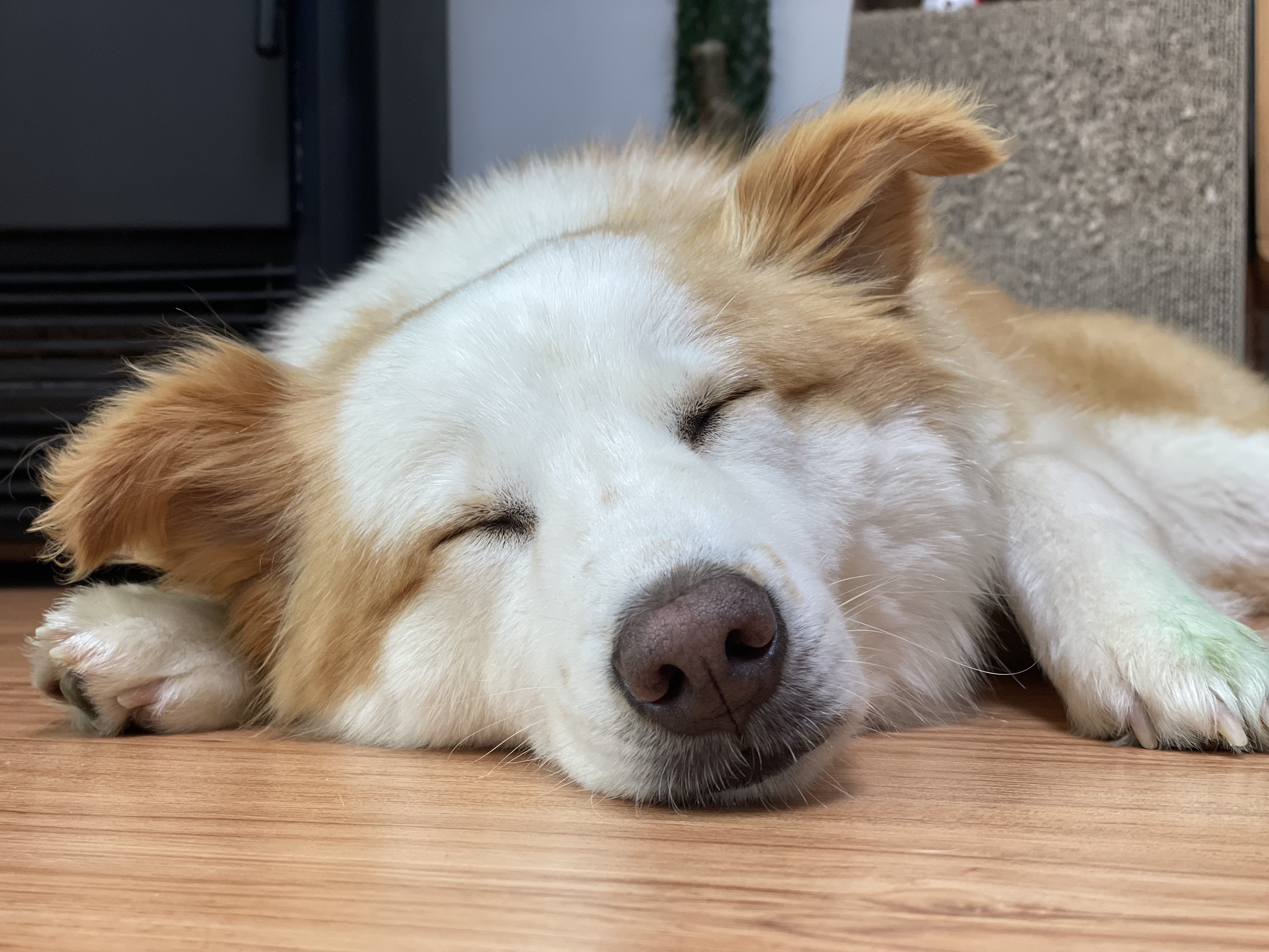 룽지가 온지 일주일이 되었네요