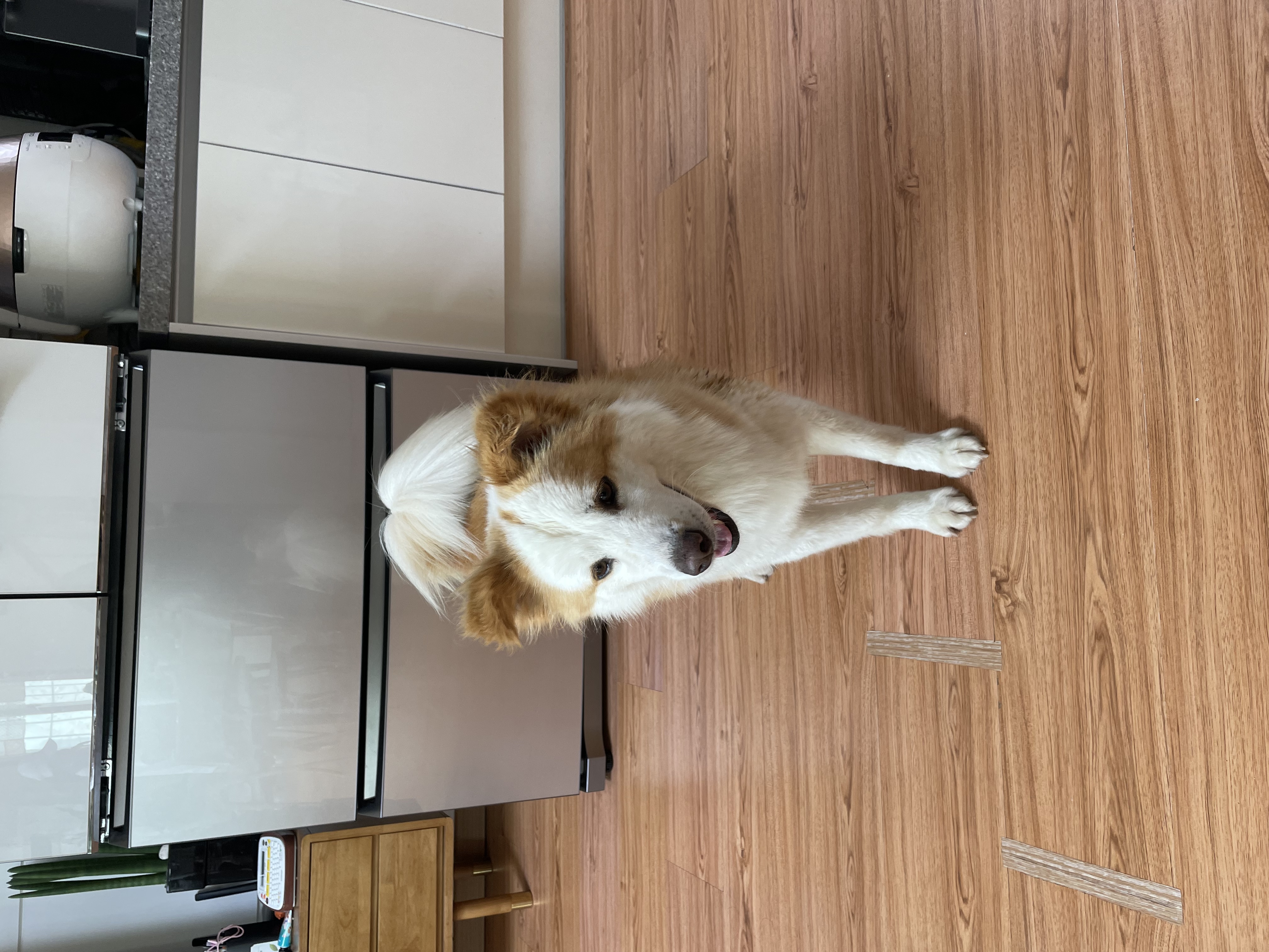 룽지가 온지 일주일이 되었네요