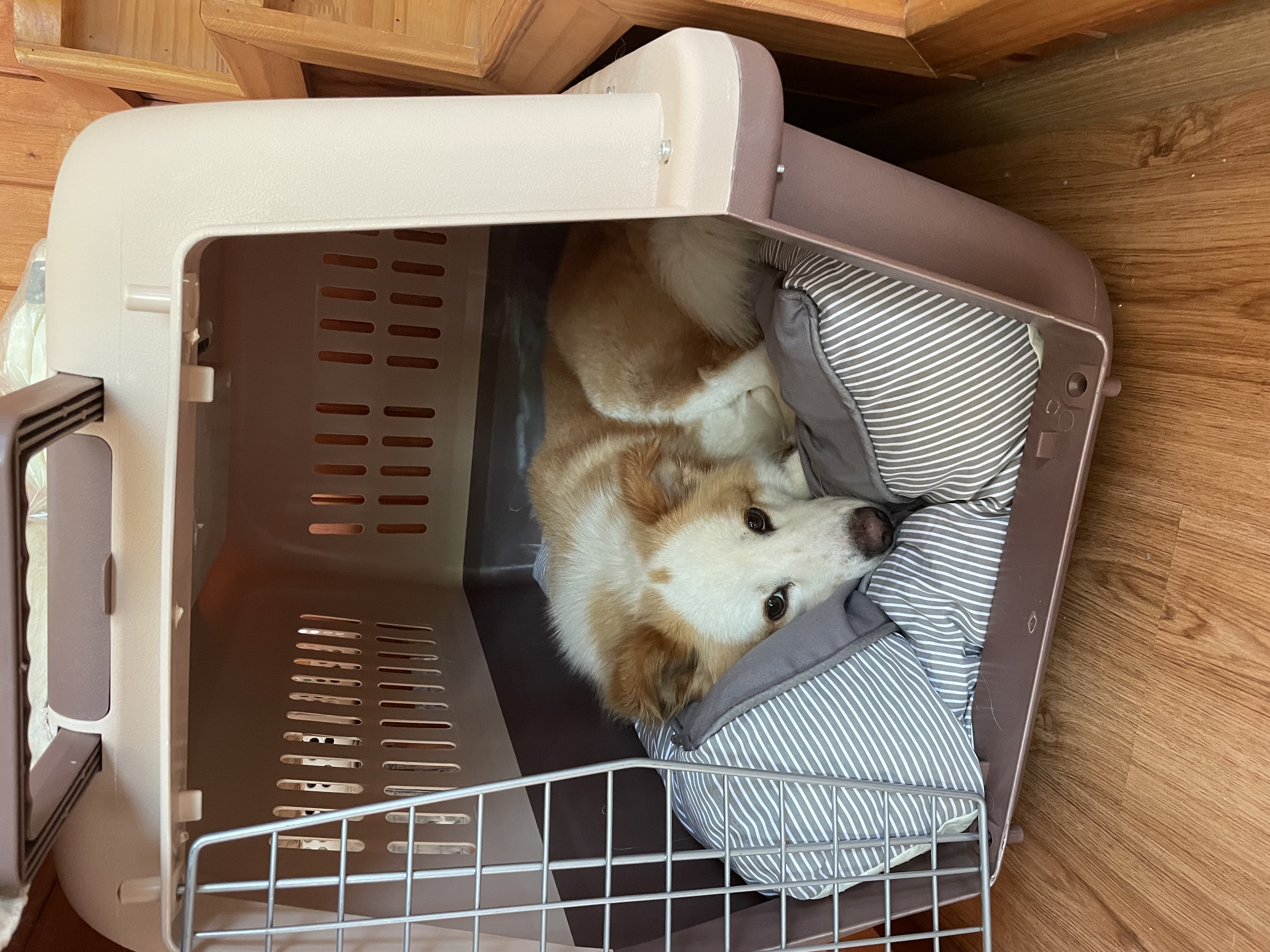 룽지가 온지 일주일이 되었네요