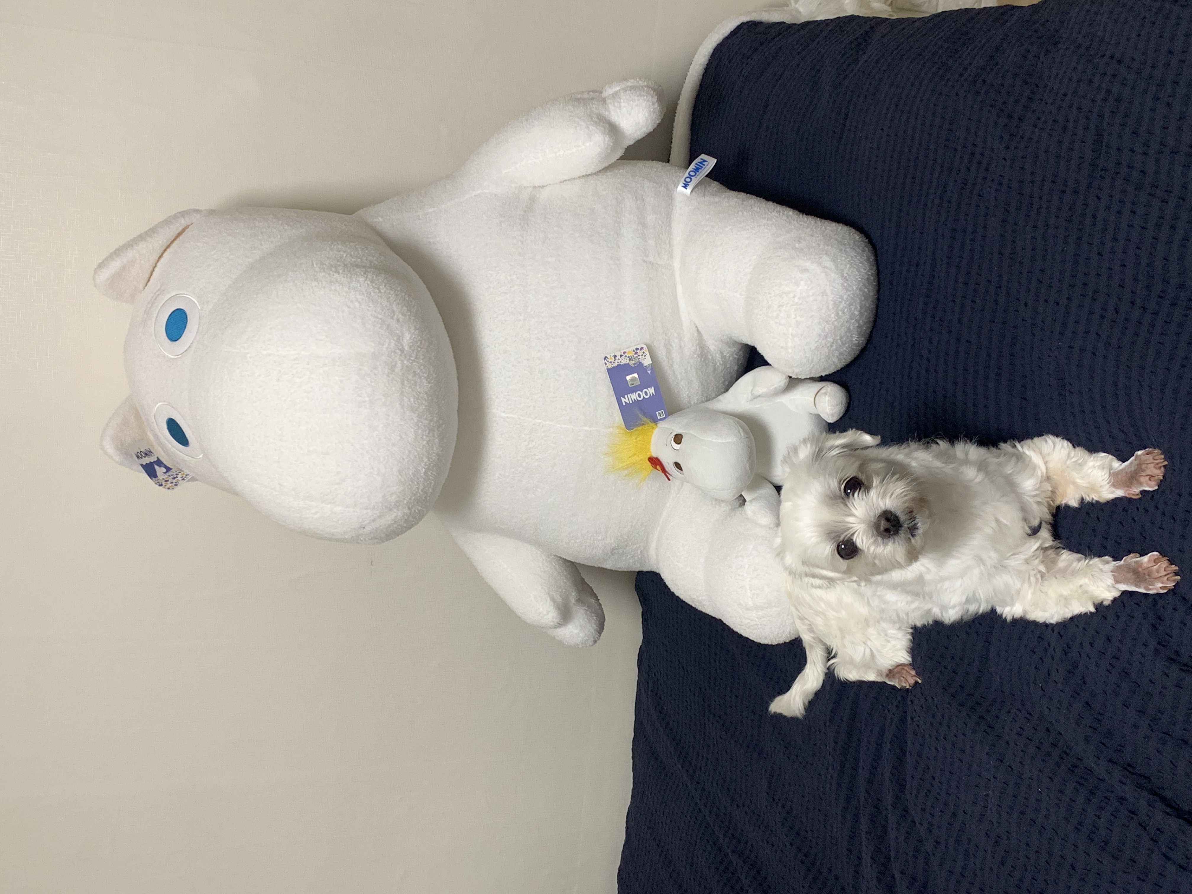 웃는 게 예쁜 애교쟁이 삼숙이💛 입양 후 일주일